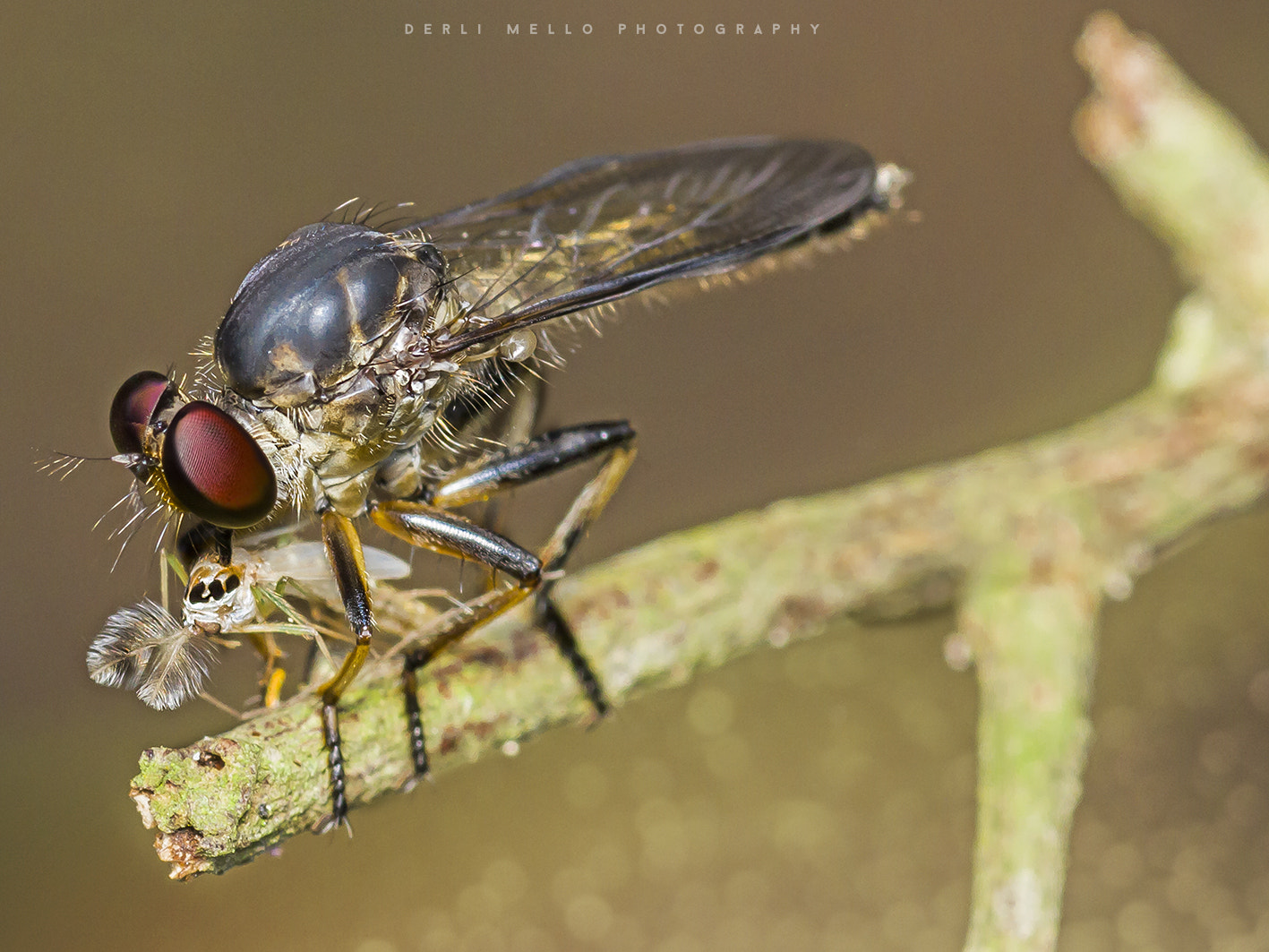 Canon EOS 7D + Canon EF 100mm F2.8 Macro USM sample photo