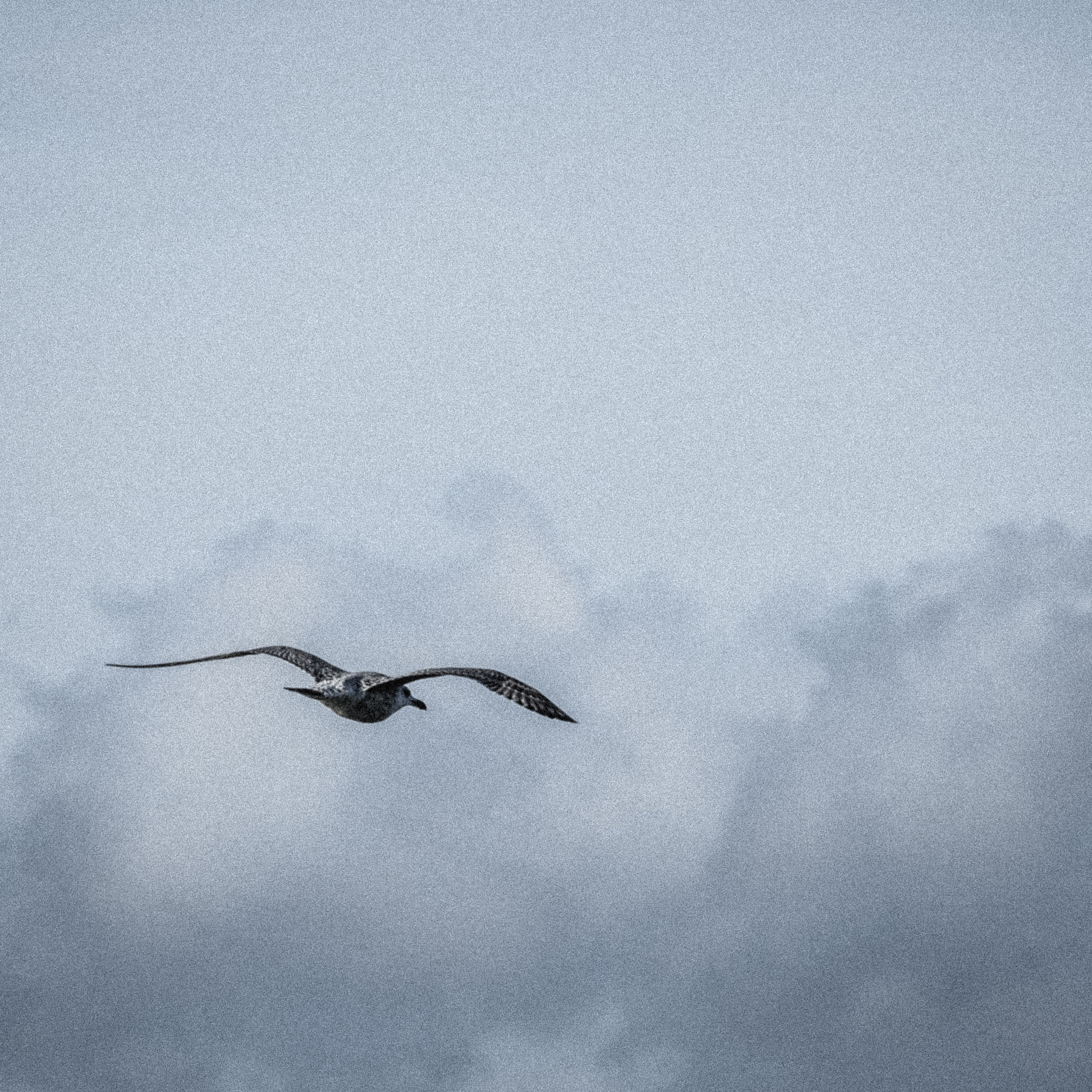 Fujifilm X-T2 sample photo. Jonathan livingstone seagull photography