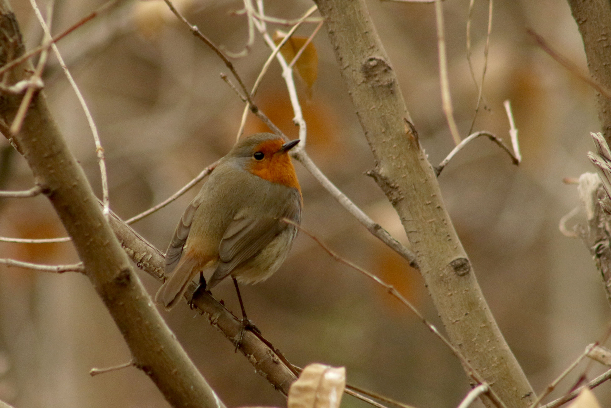 EF75-300mm f/4-5.6 sample photo. Bird photography