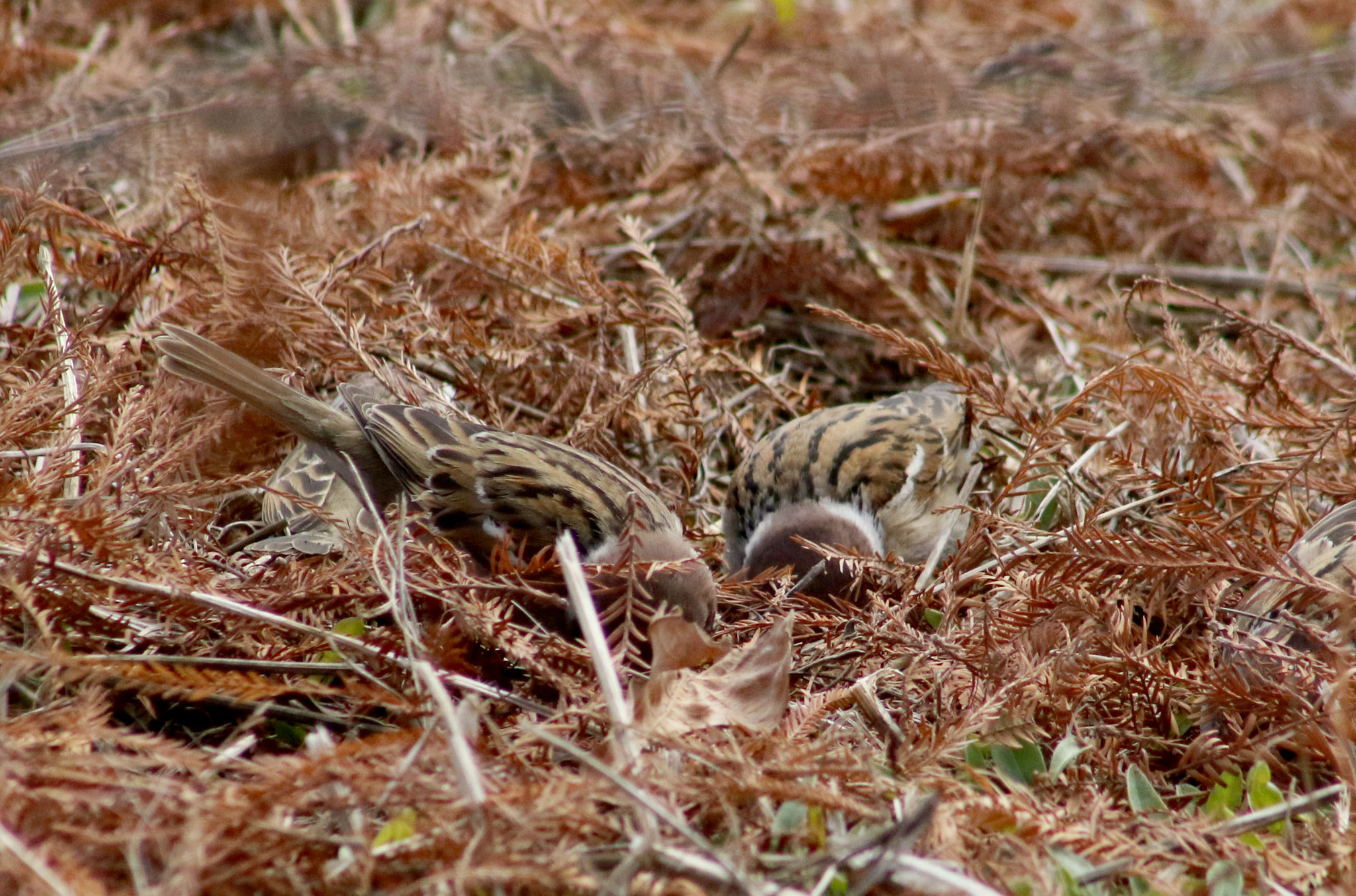 EF75-300mm f/4-5.6 sample photo. Bird photography