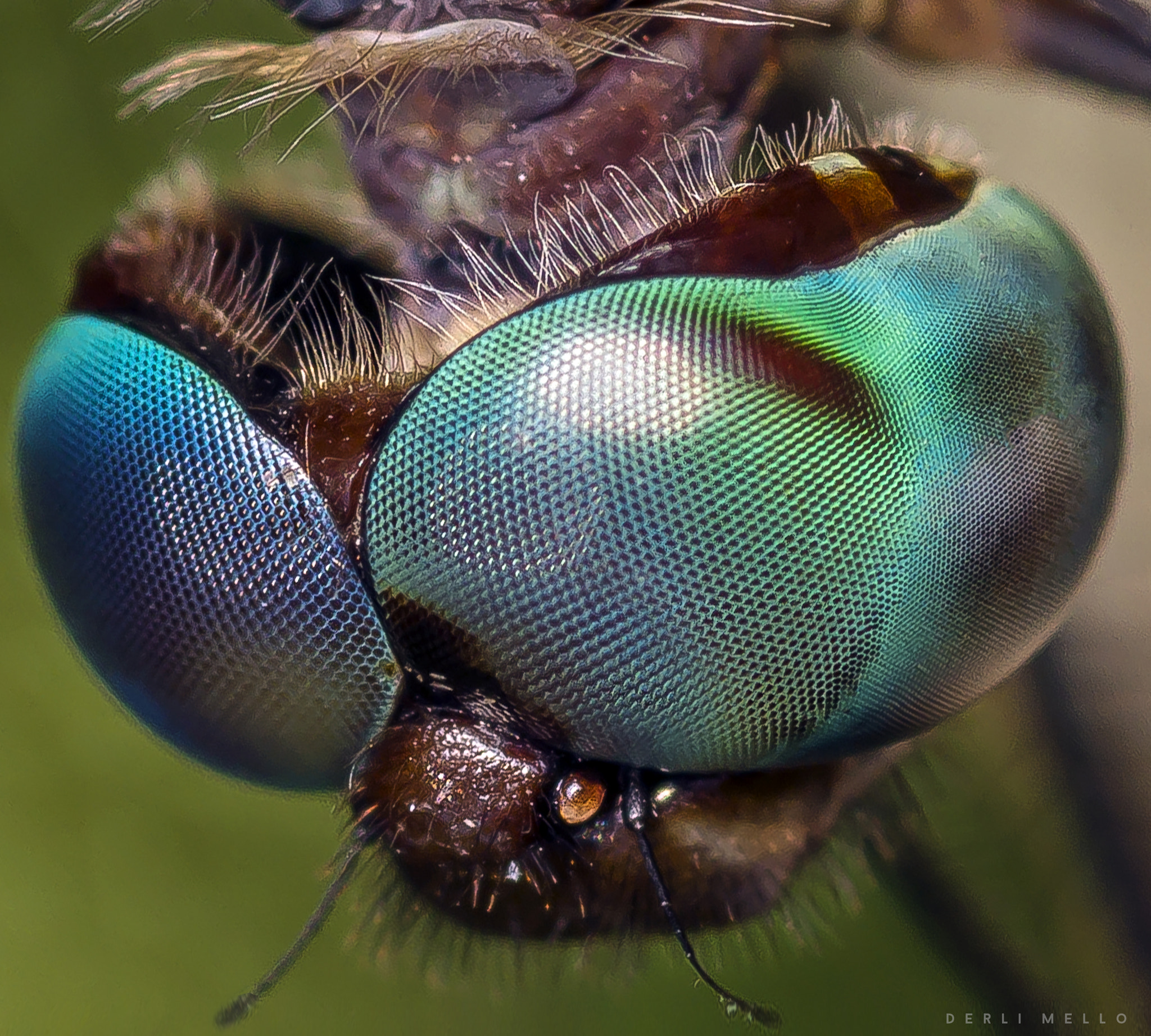 Canon EOS 7D + Canon EF 100mm F2.8 Macro USM sample photo