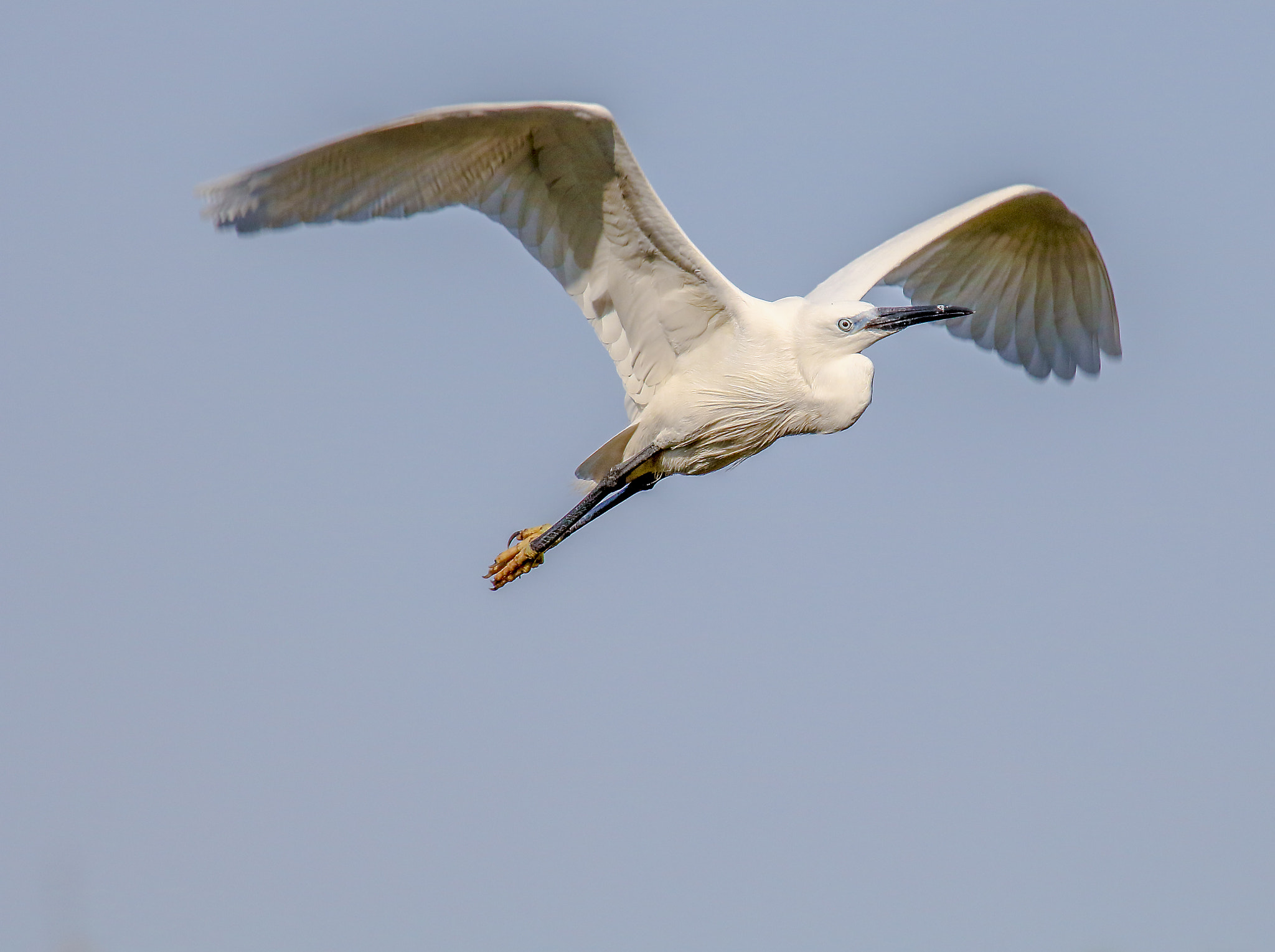 Canon EOS 760D (EOS Rebel T6s / EOS 8000D) + Canon EF 100-400mm F4.5-5.6L IS USM sample photo. Bird in flight photography