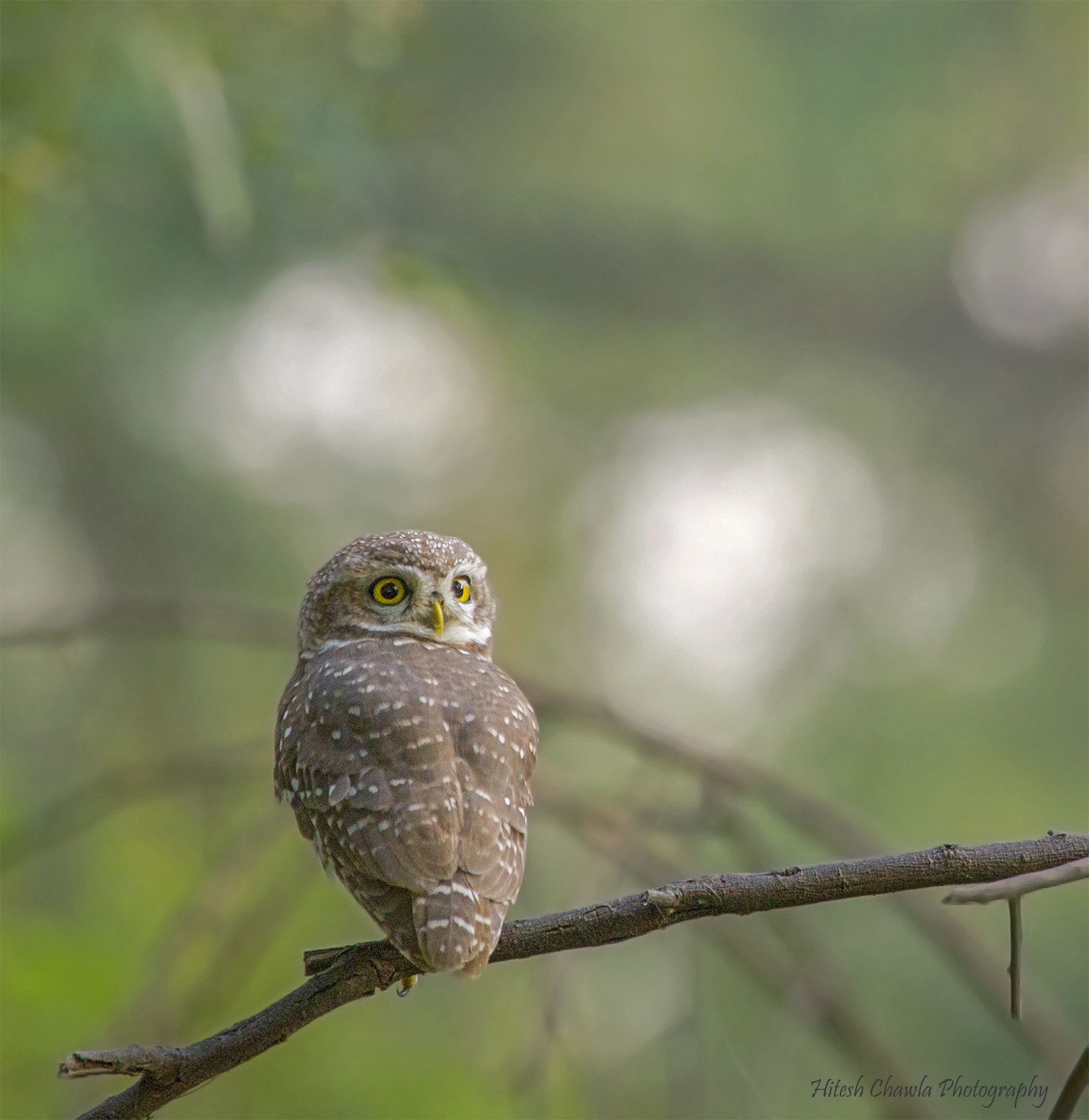 Canon EOS 6D sample photo. Turned face.... spotted owlet photography