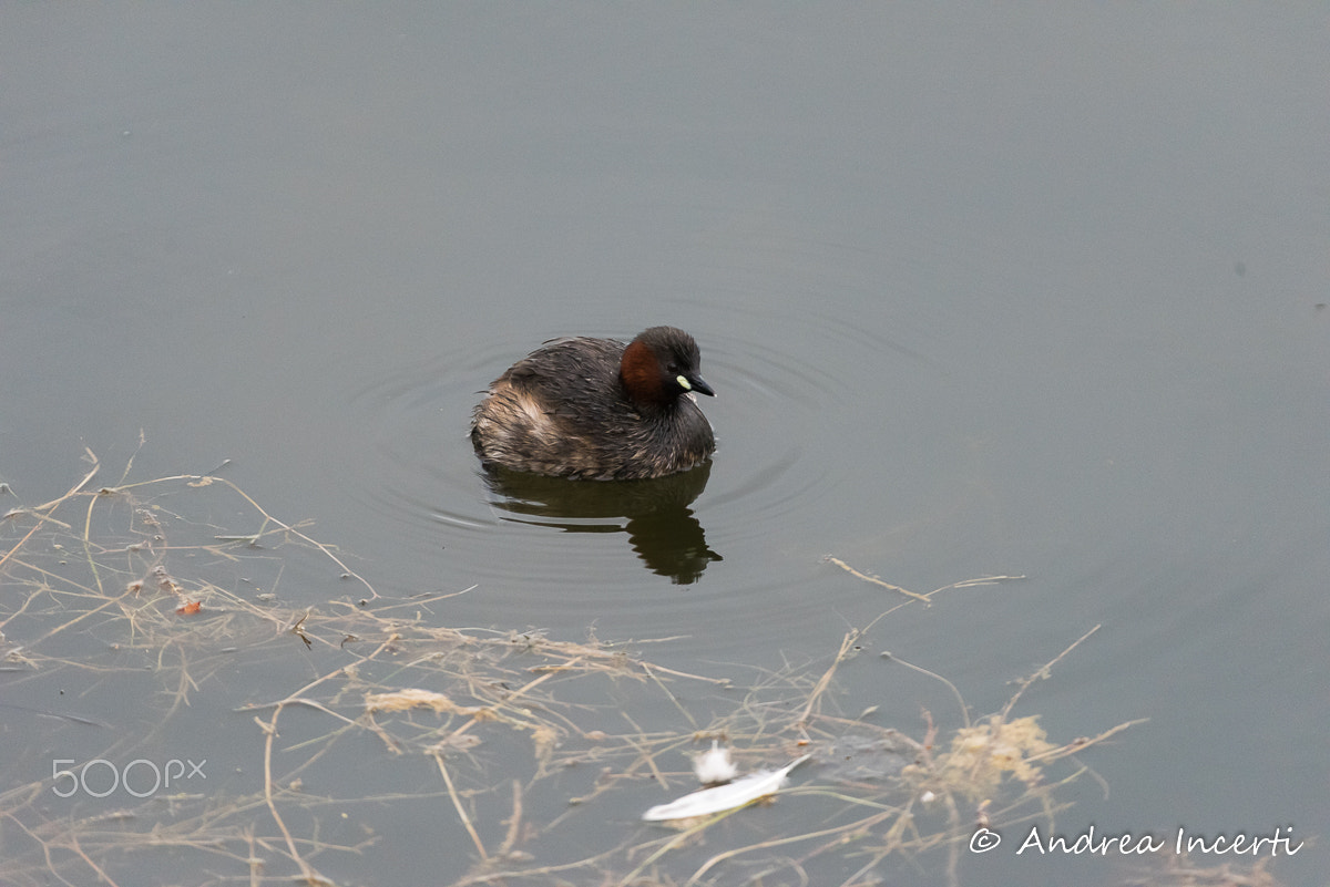 Nikon AF-S Nikkor 200-500mm F5.6E ED VR sample photo. Tachybaptus ruficollis photography