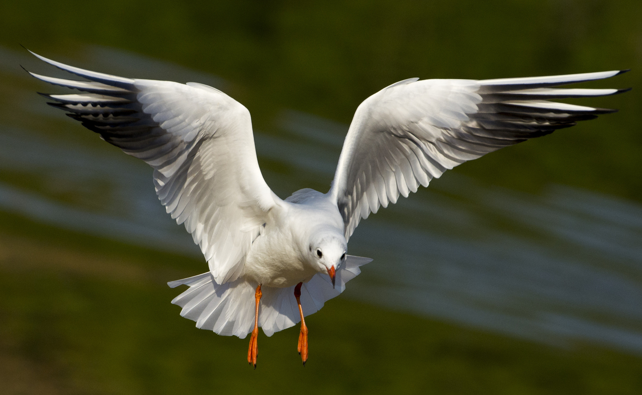 Nikon AF-S Nikkor 70-200mm F2.8G ED VR II sample photo. Full deployment of wings photography