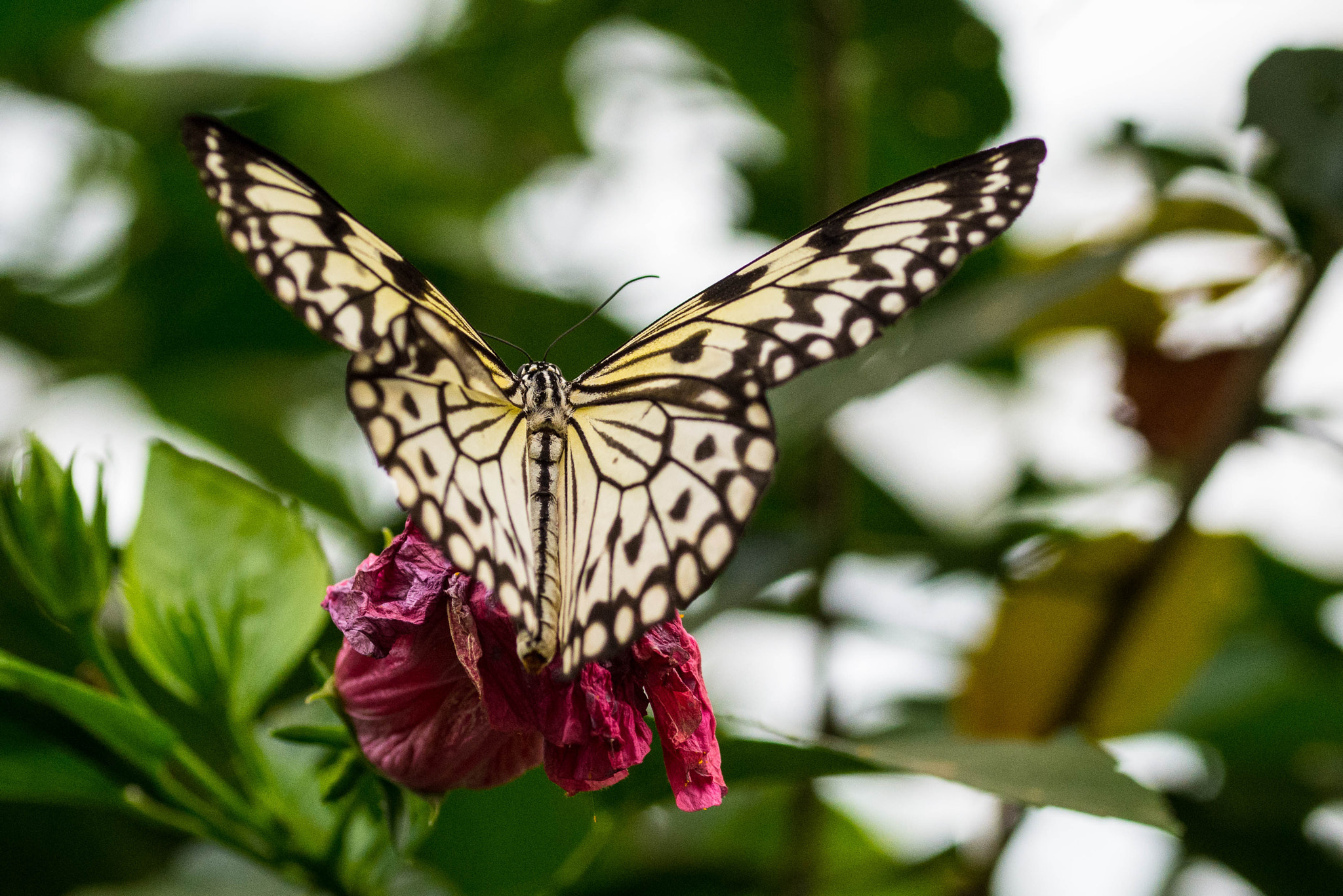 Sigma 105mm F2.8 EX DG OS HSM sample photo. New butterfly photography