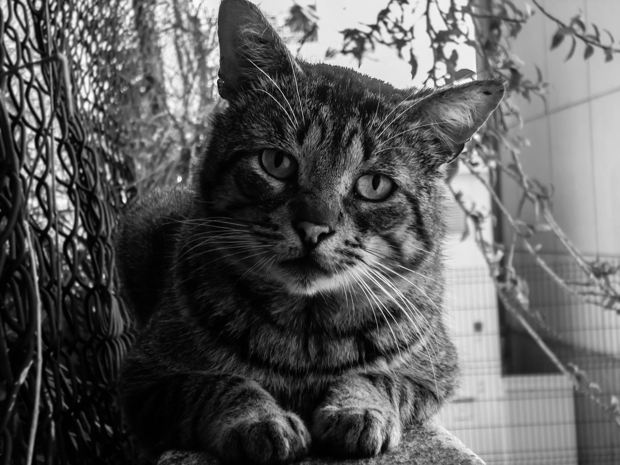 Samsung ST72/ST73 sample photo. Forever alone photography