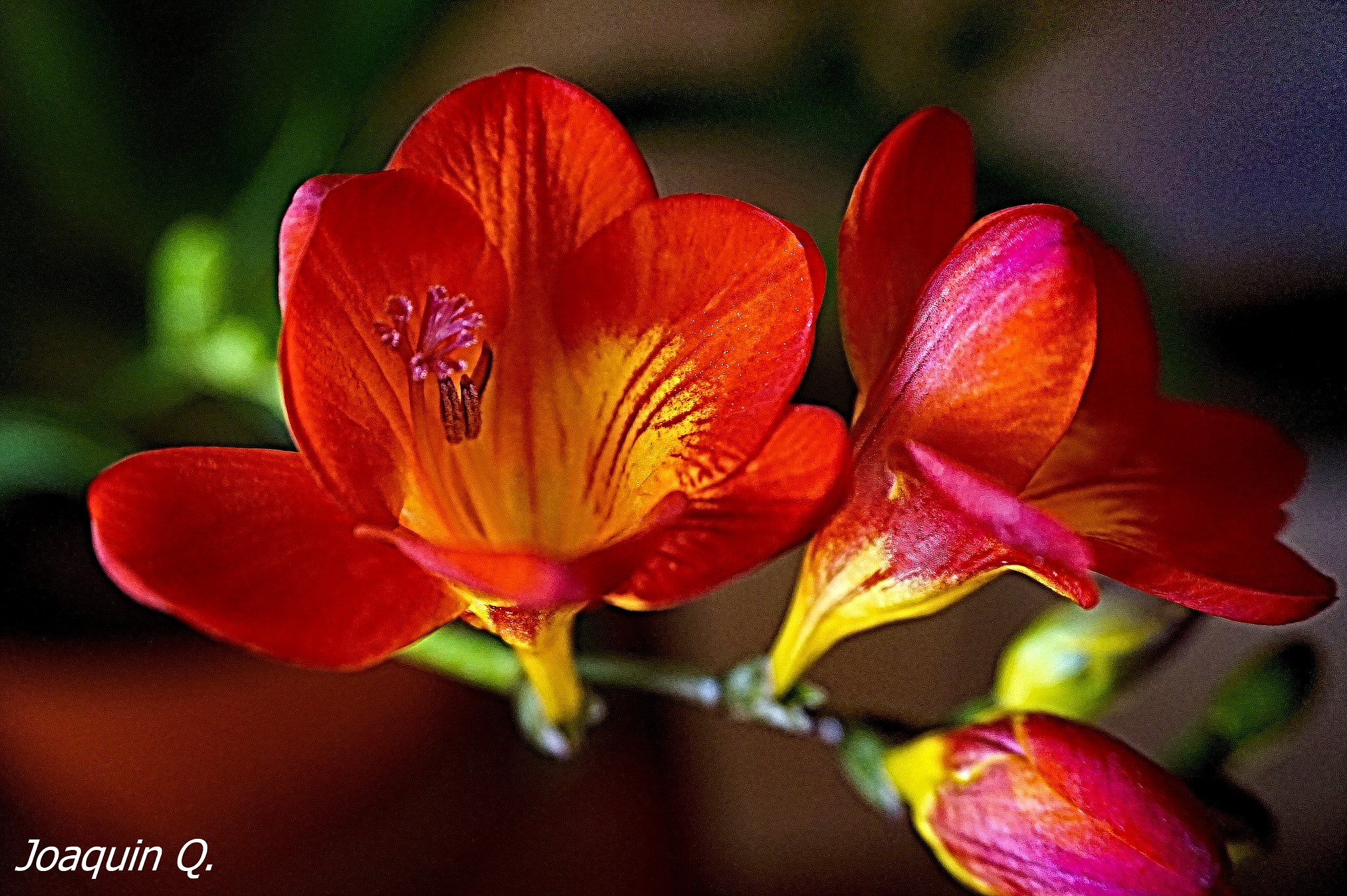 Sony Alpha a5000 (ILCE 5000) + Sony E 18-50mm F4-5.6 sample photo. Freesia photography