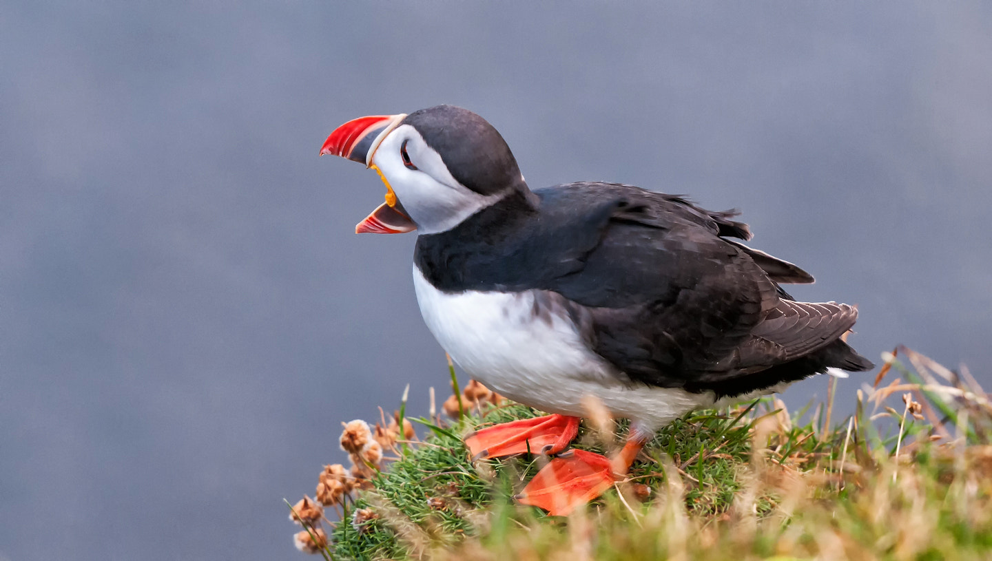 Nikon D300S + Nikon AF-S Nikkor 70-200mm F2.8G ED VR II sample photo. Puffin photography