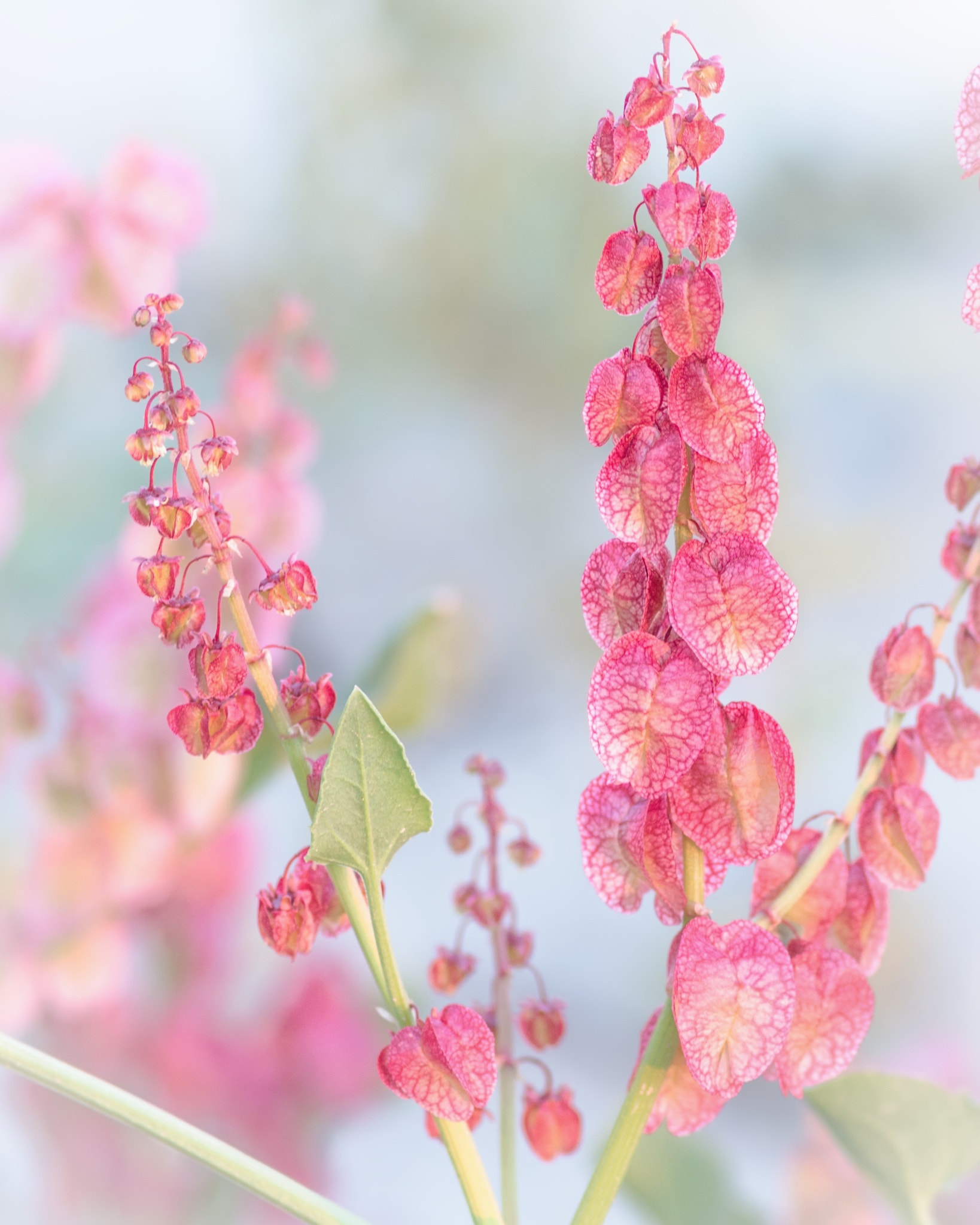 Pentax smc D-FA 100mm F2.8 Macro WR sample photo. Wild flowers photography