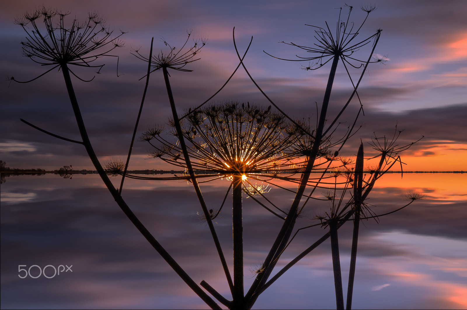 Pentax K-3 sample photo. Hogweed at sunset photography