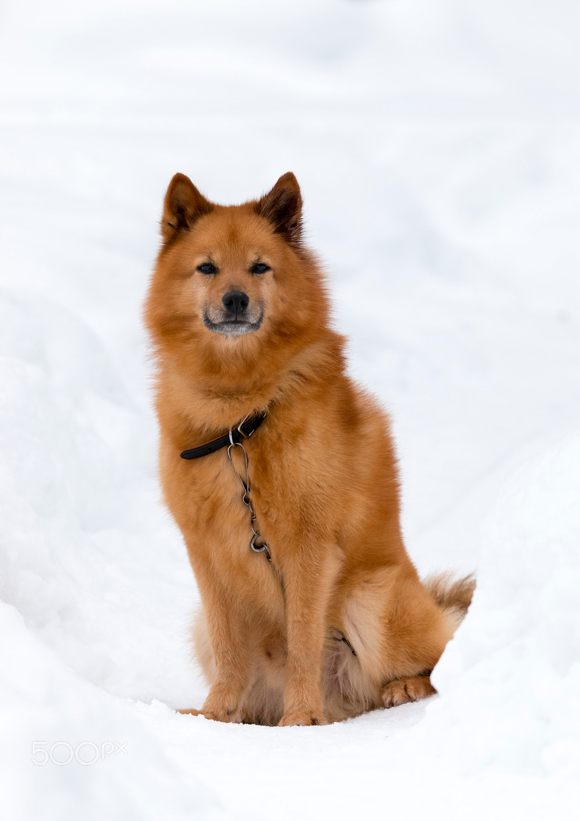 Tamron SP 150-600mm F5-6.3 Di VC USD sample photo. Img_finnish_spitz photography