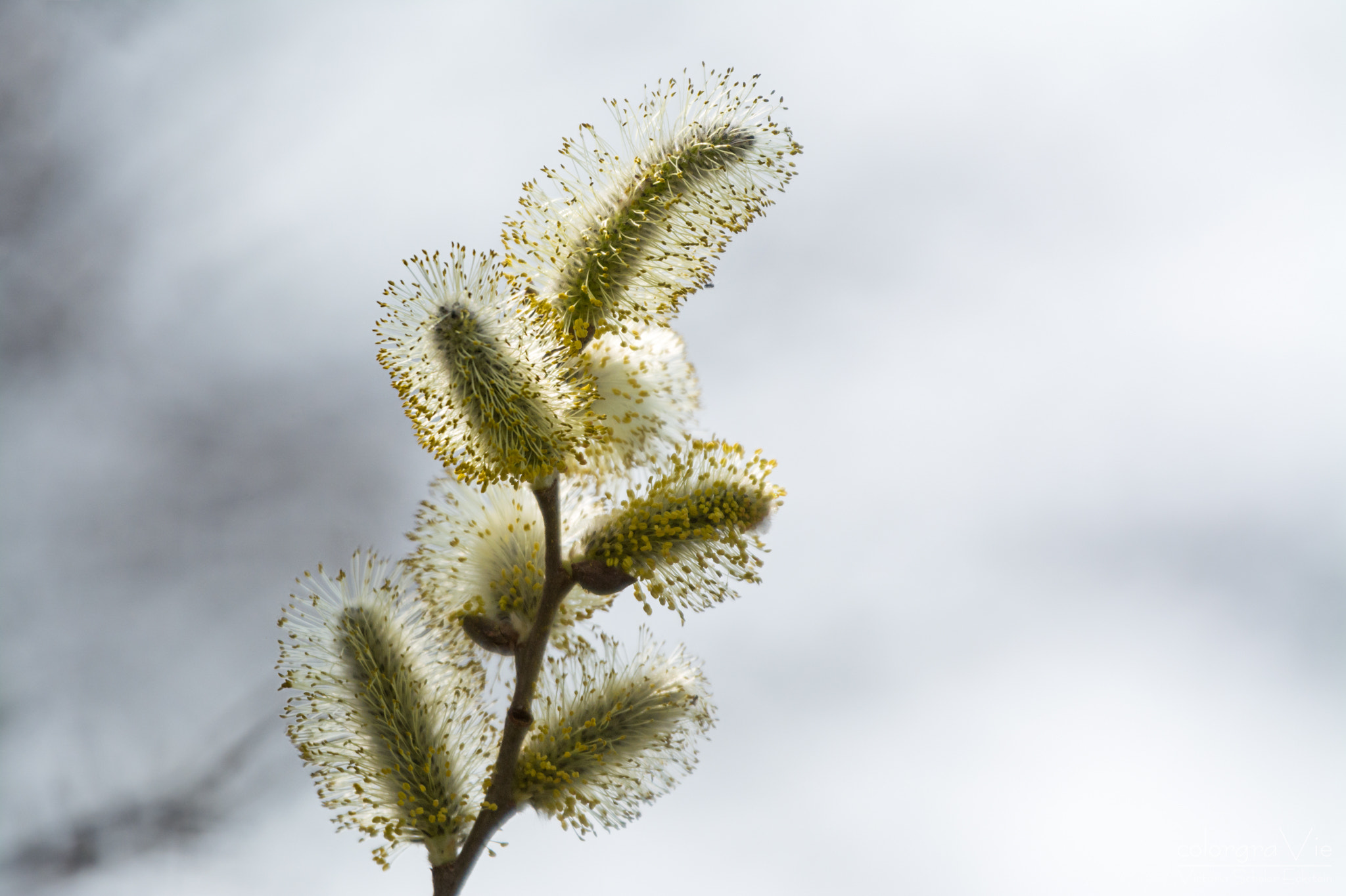 Sigma 70-200mm F2.8 EX DG OS HSM sample photo. Fluffy photography
