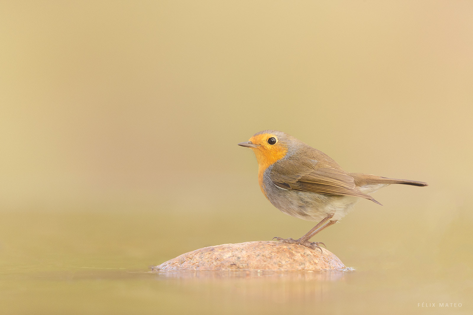 Canon EF 500mm F4L IS II USM sample photo. Robin (erithacus rubecula) photography