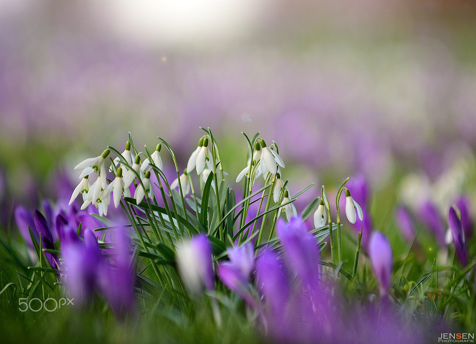 Nikon D4S sample photo. Soft sign of spring photography