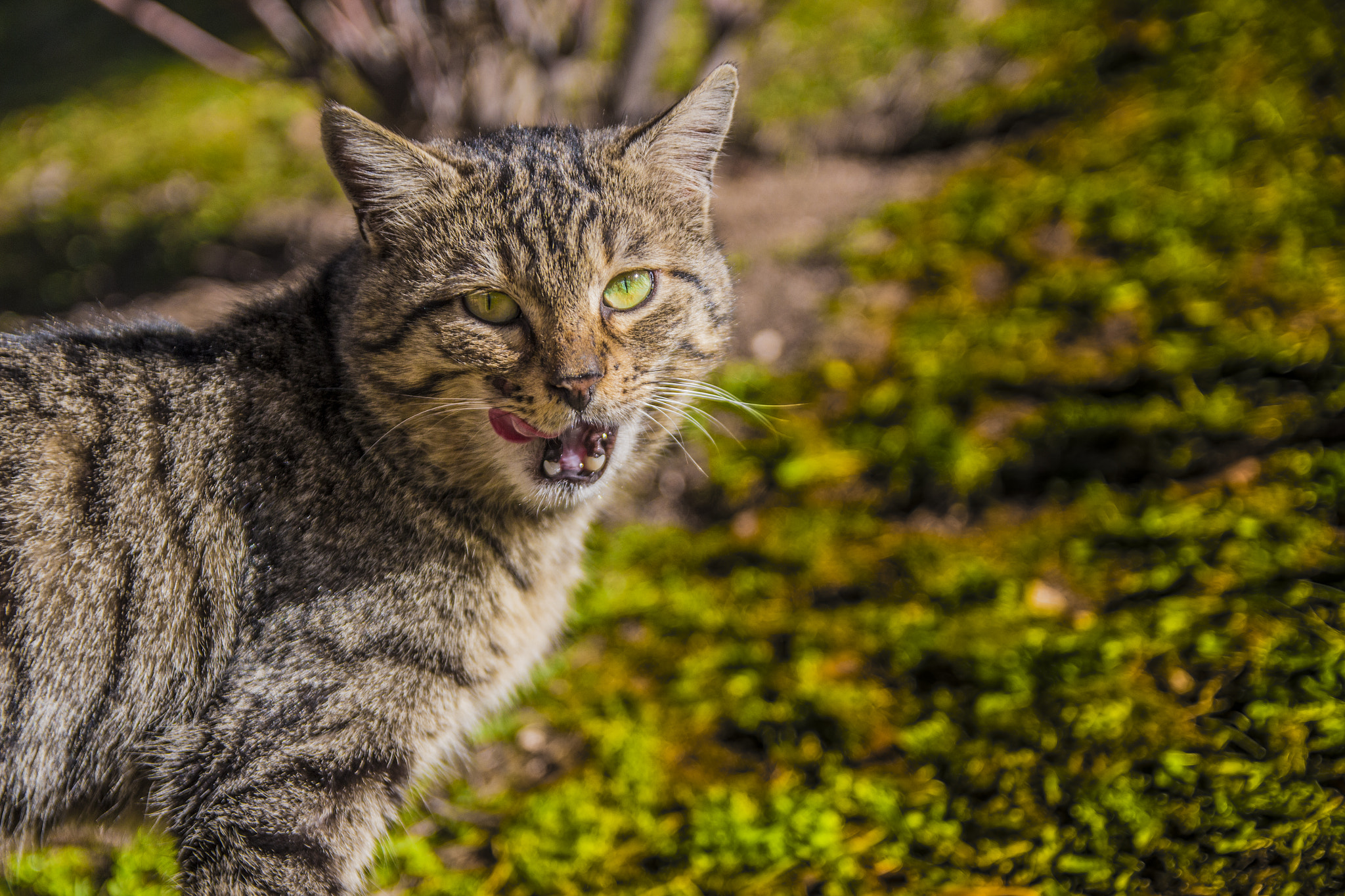 Canon EF-S 17-55mm F2.8 IS USM sample photo. Angry cat photography
