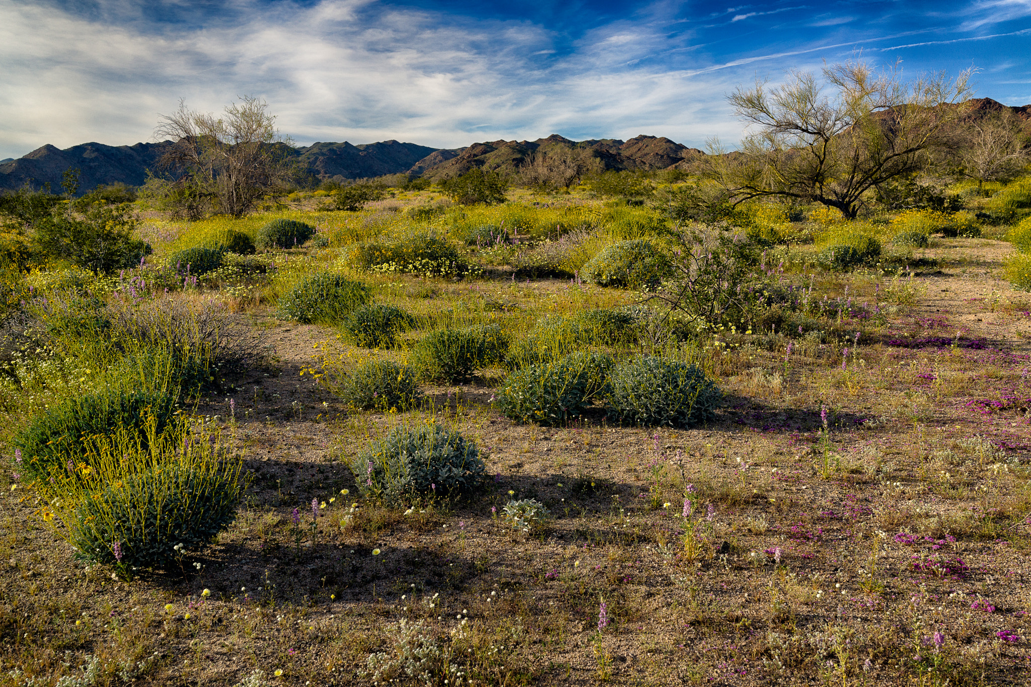 Sony Cyber-shot DSC-RX1 + 35mm F2.0 sample photo. Spring in mojave desert photography