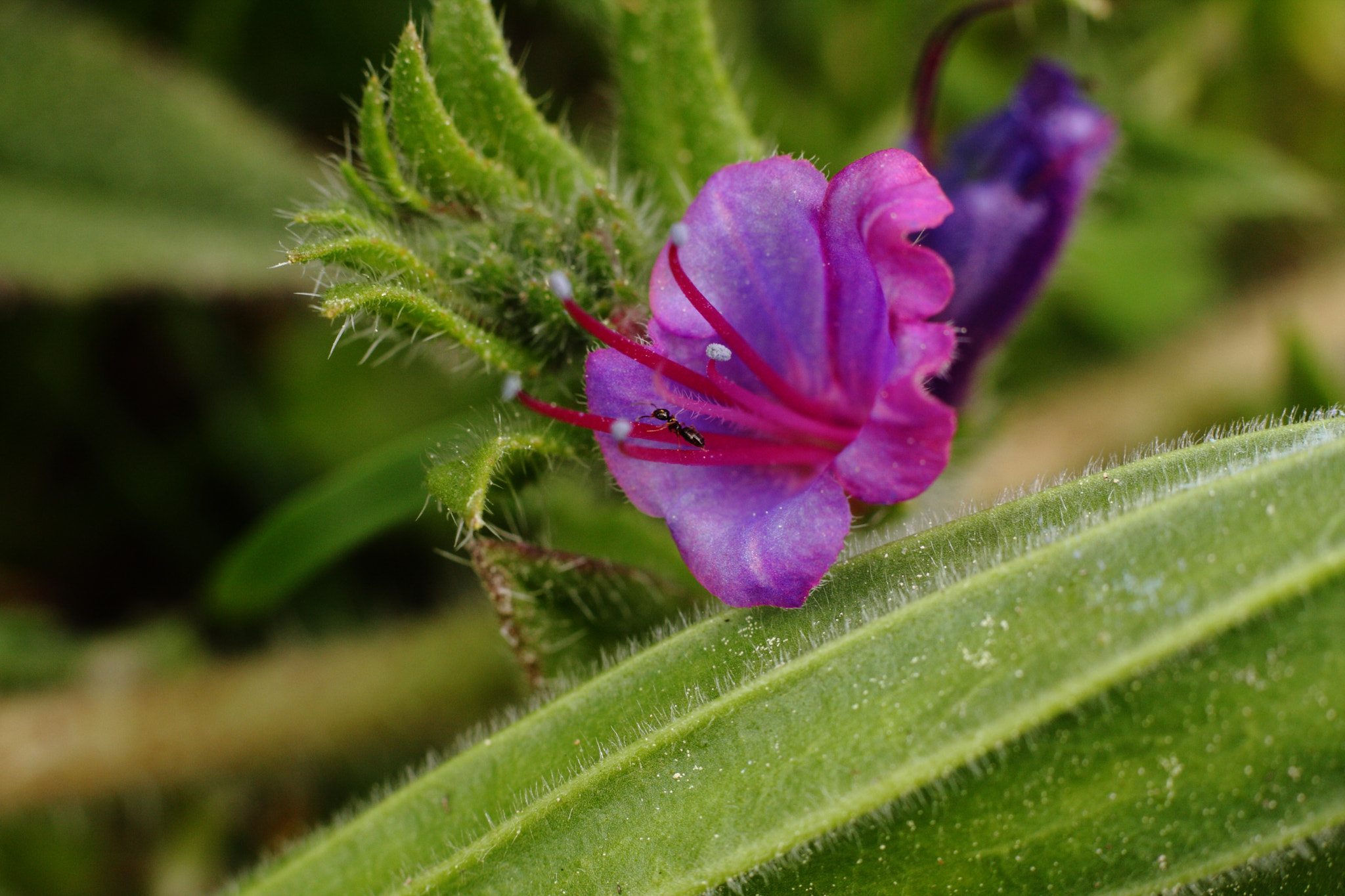 Canon EOS 40D + Canon EF 50mm F1.8 STM sample photo. Violet photography