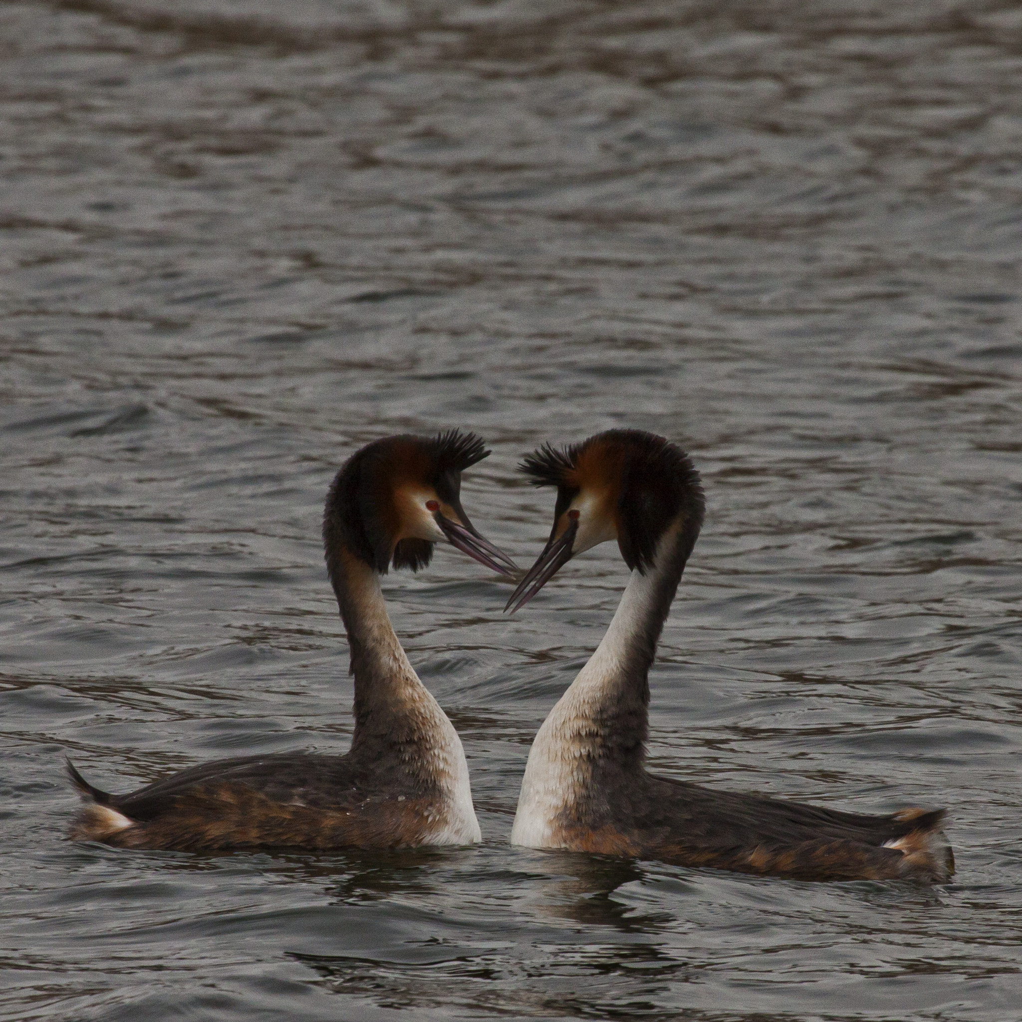 Canon EOS 50D + Canon EF 100-400mm F4.5-5.6L IS USM sample photo. Love is in the air ! photography