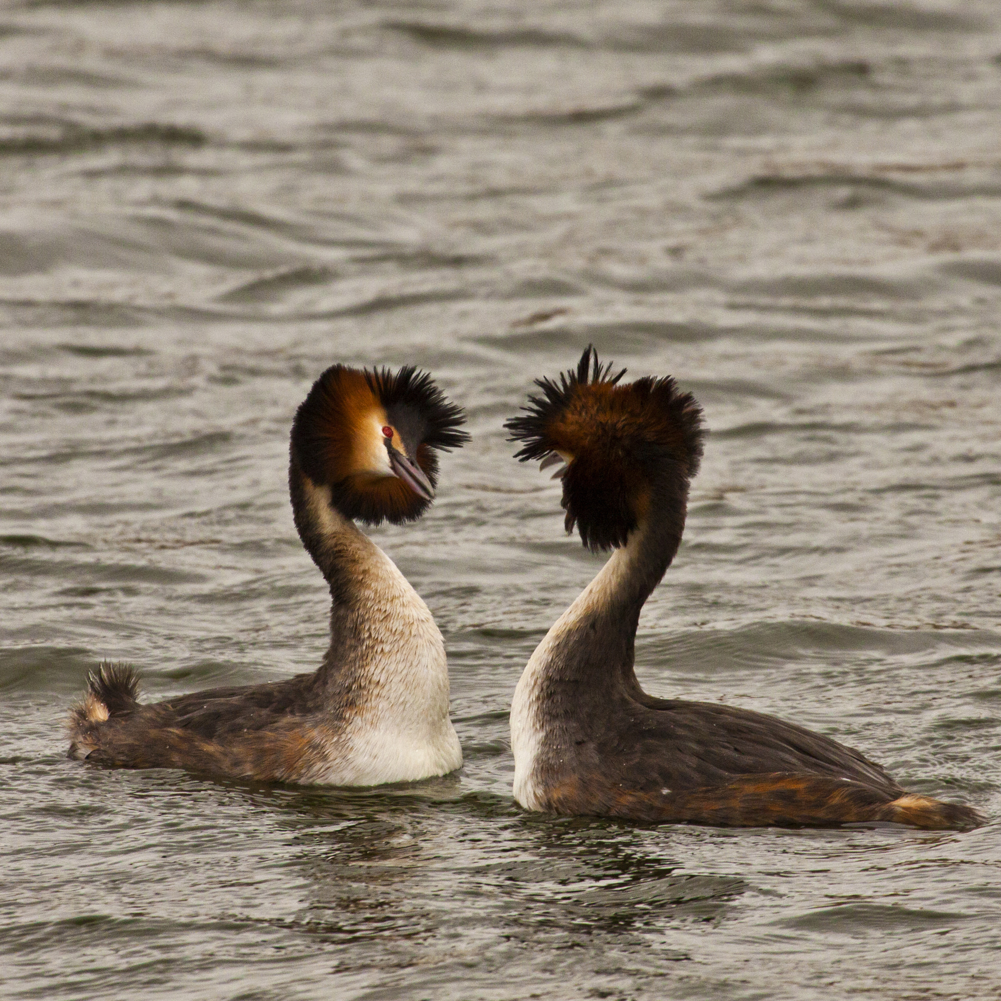 Canon EF 100-400mm F4.5-5.6L IS USM sample photo. Love is in the air ! photography