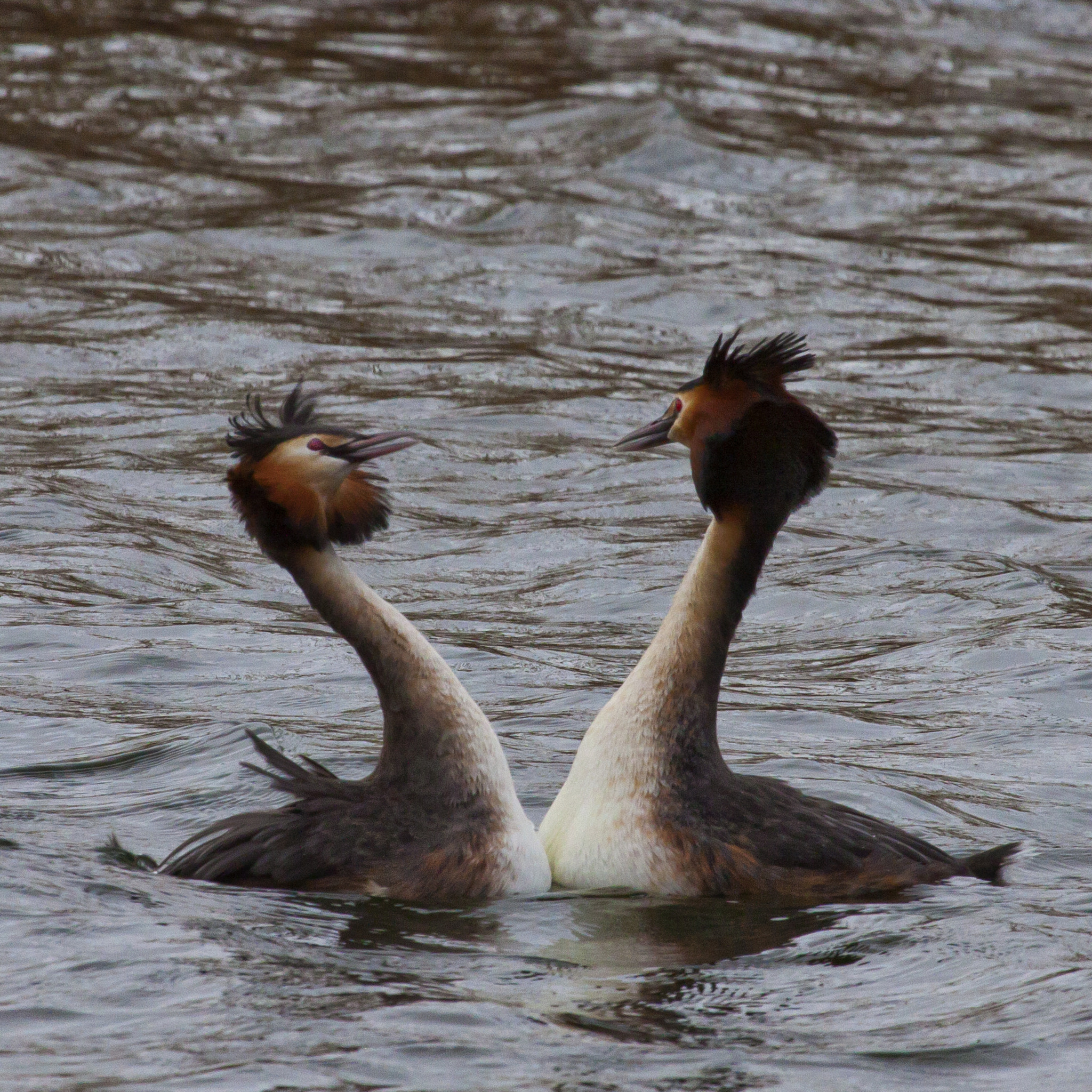Canon EF 100-400mm F4.5-5.6L IS USM sample photo. Love is in the air ! photography