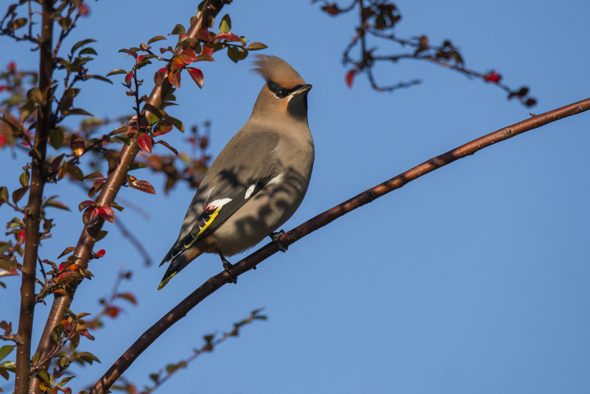 Sigma 150-600mm F5-6.3 DG OS HSM | S sample photo. Bombycilla garrulus - bohemian waxwing photography