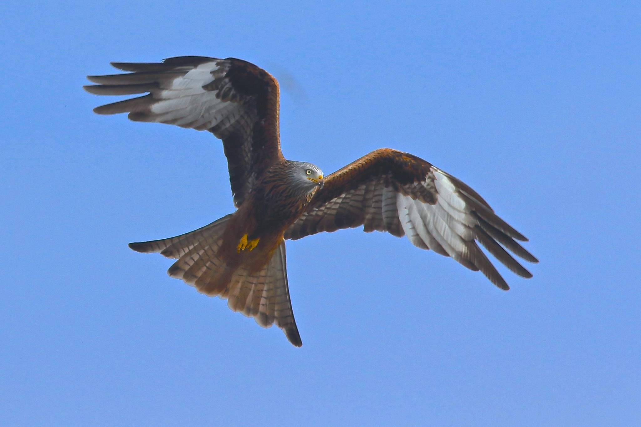 Canon EOS 7D Mark II + Canon EF 300mm F4L IS USM sample photo. Red kite photography