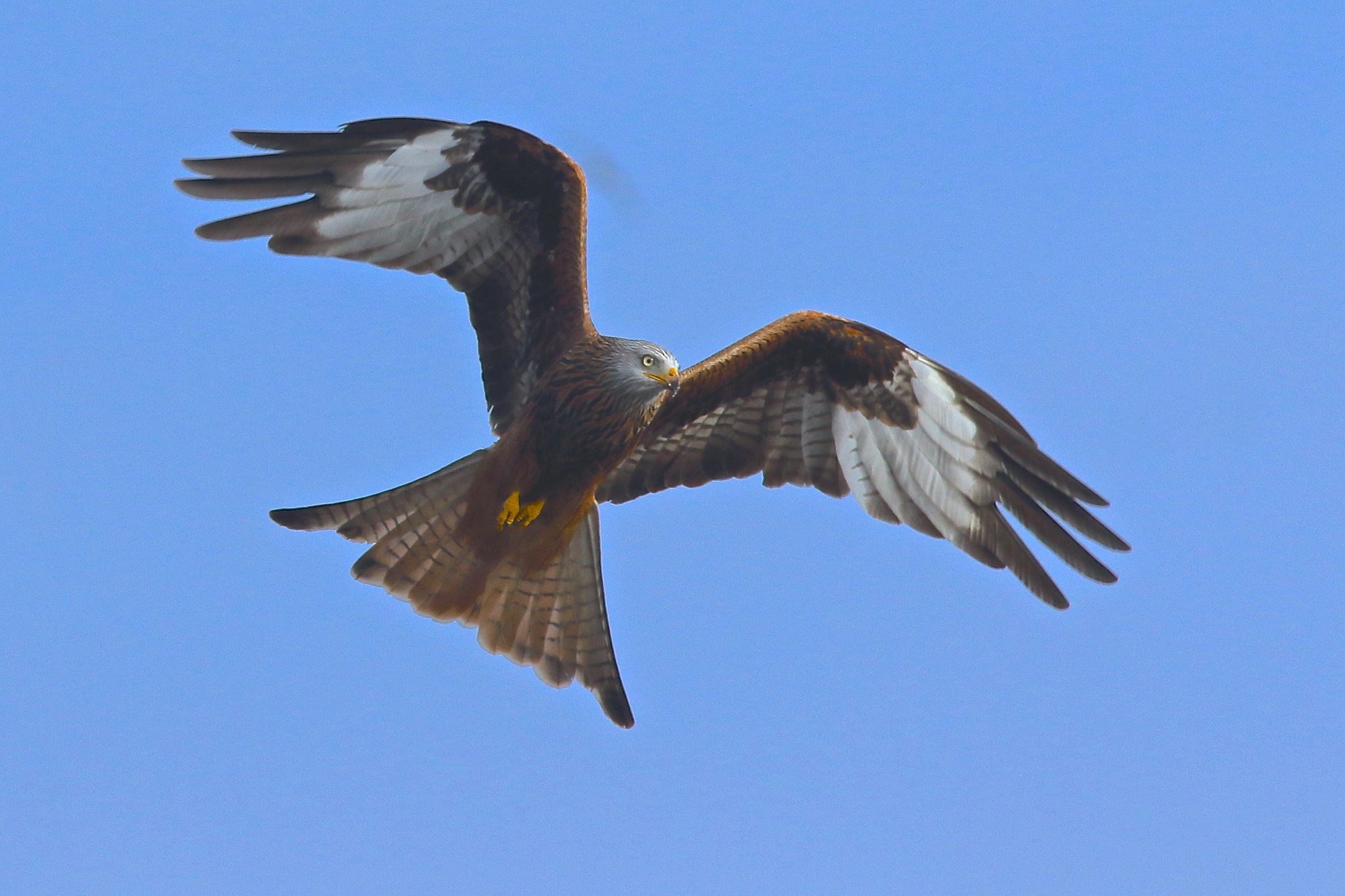 Canon EF 300mm F4L IS USM sample photo. Red kite photography