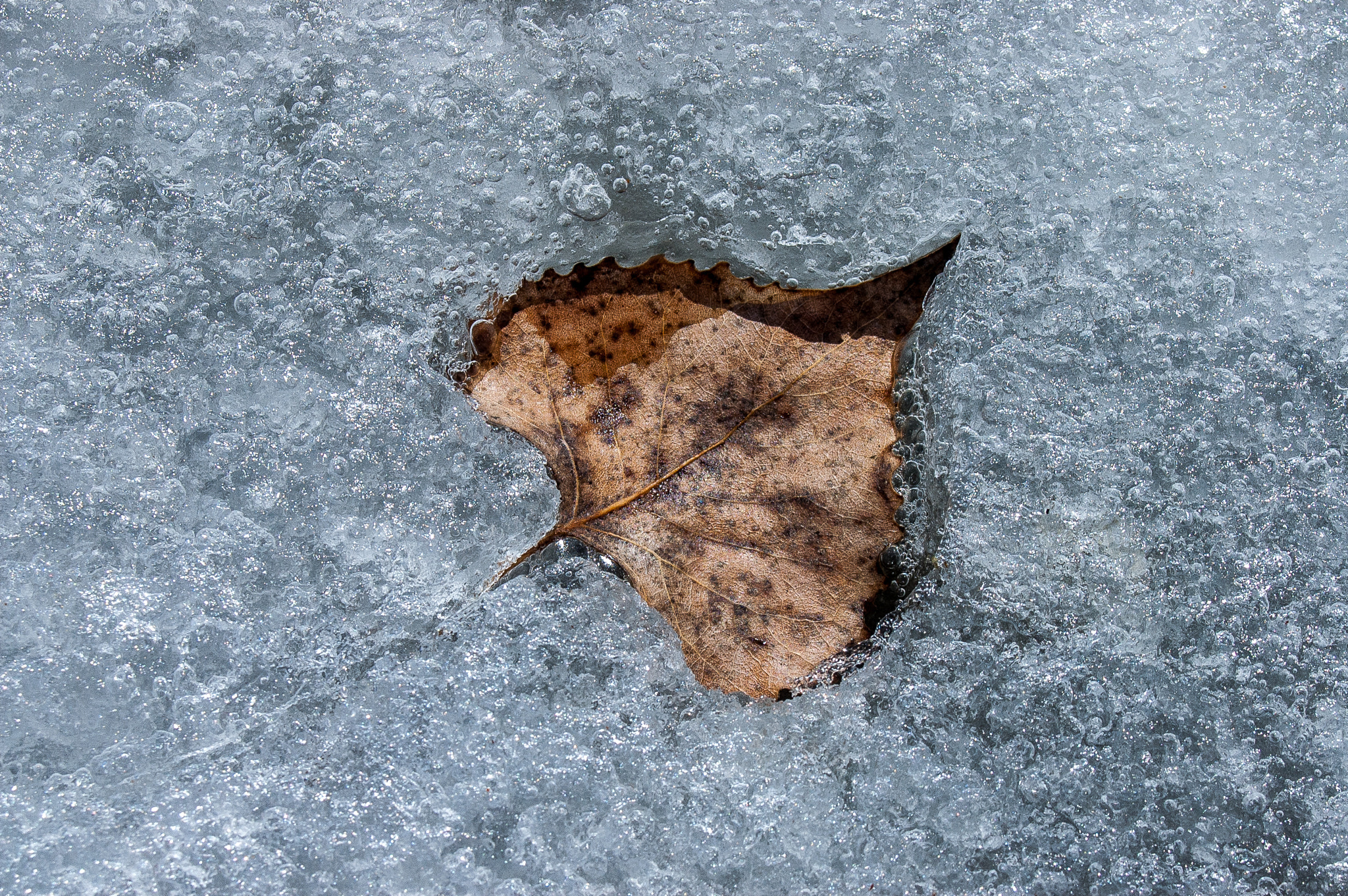 Nikon D70 sample photo. Thawing leaf photography