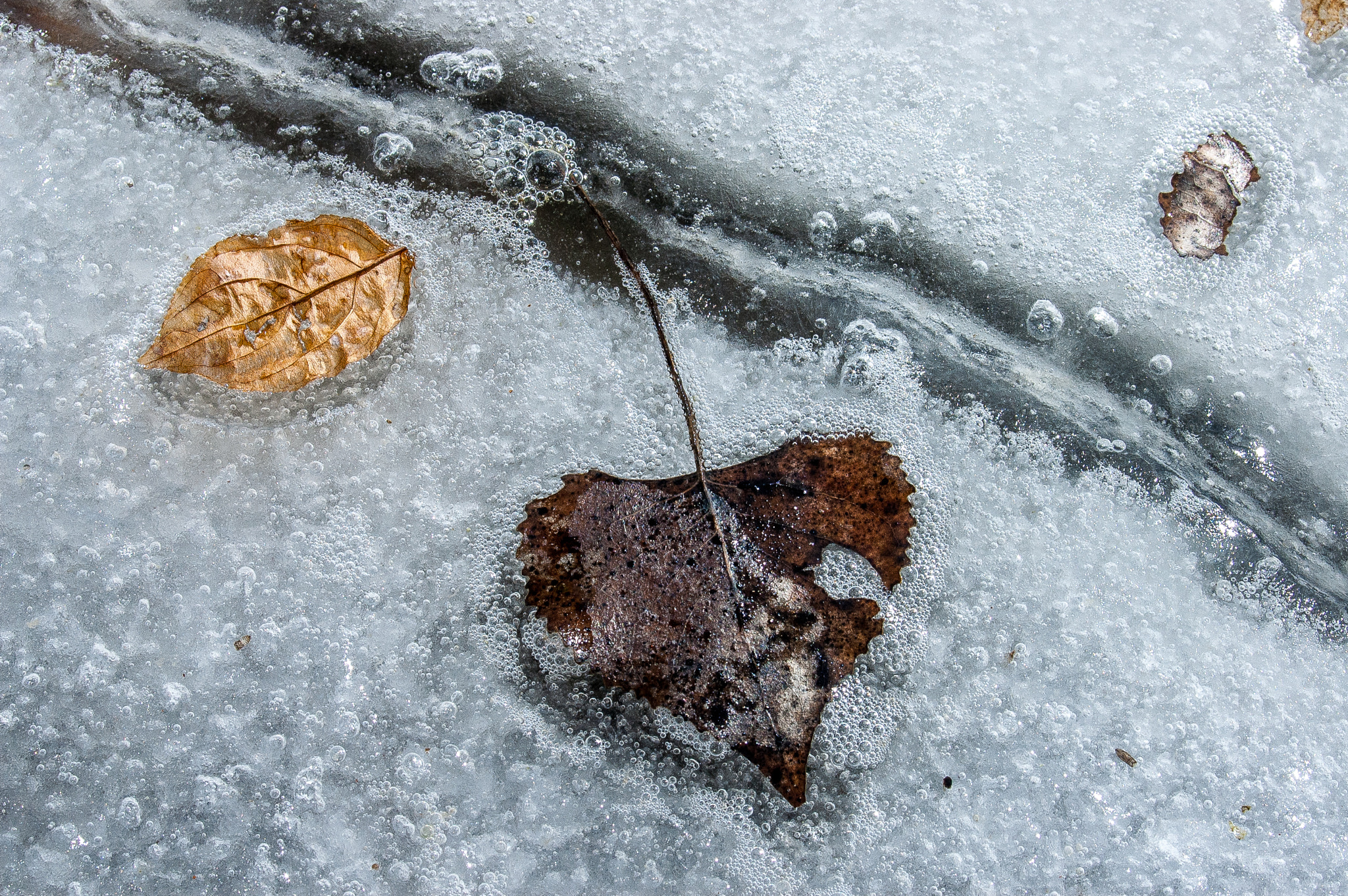 Nikon D70 sample photo. Thawing leaves photography