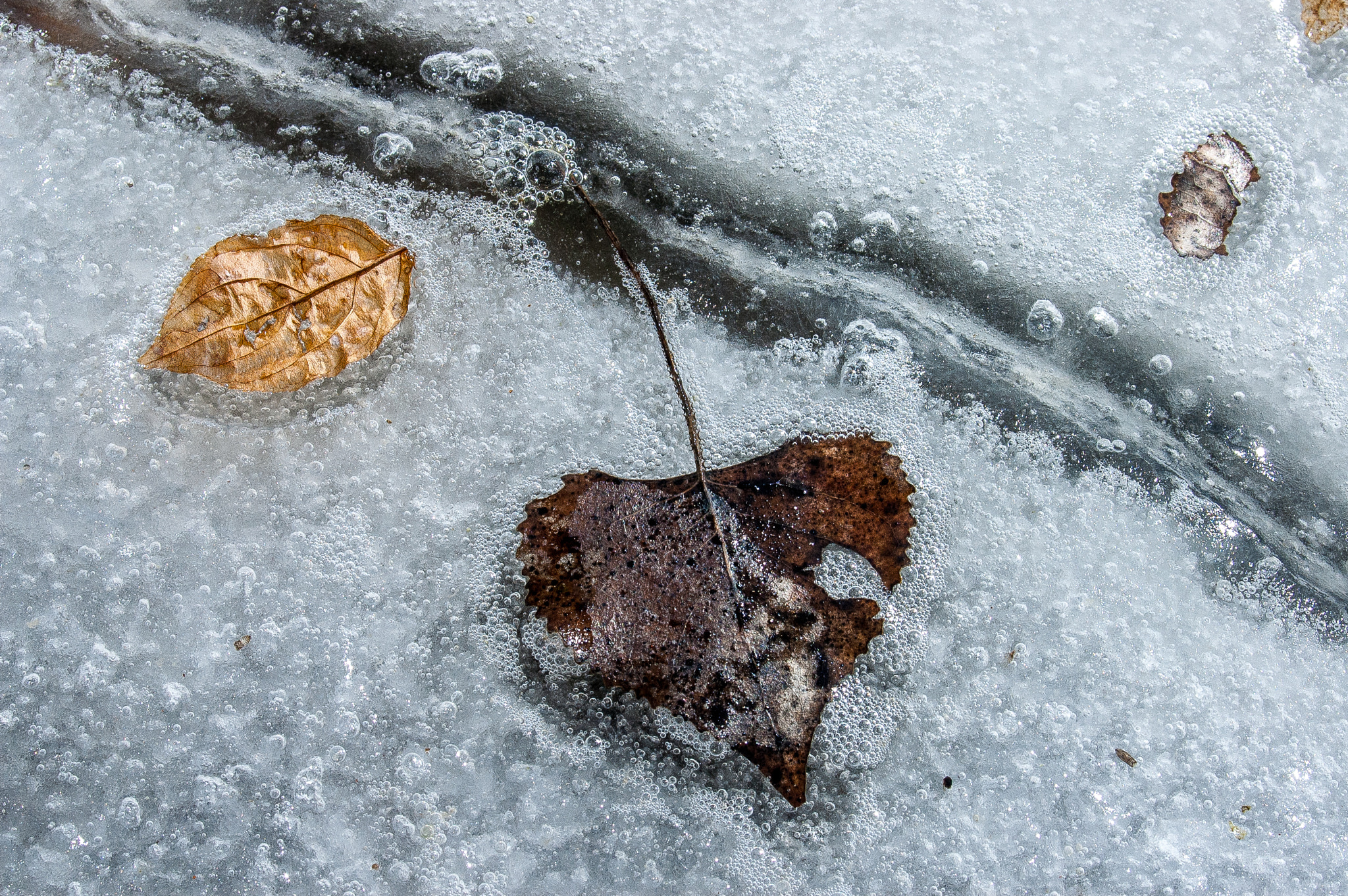 AF Zoom-Nikkor 28-80mm f/3.5-5.6D sample photo. Thawing leaves photography