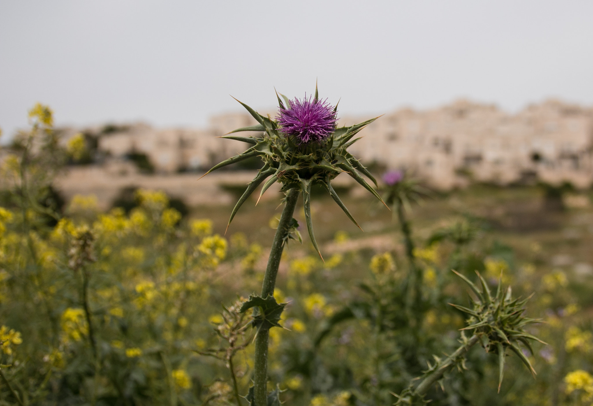 Canon EOS 70D + Sigma 17-70mm F2.8-4 DC Macro OS HSM sample photo. Spiky flower photography