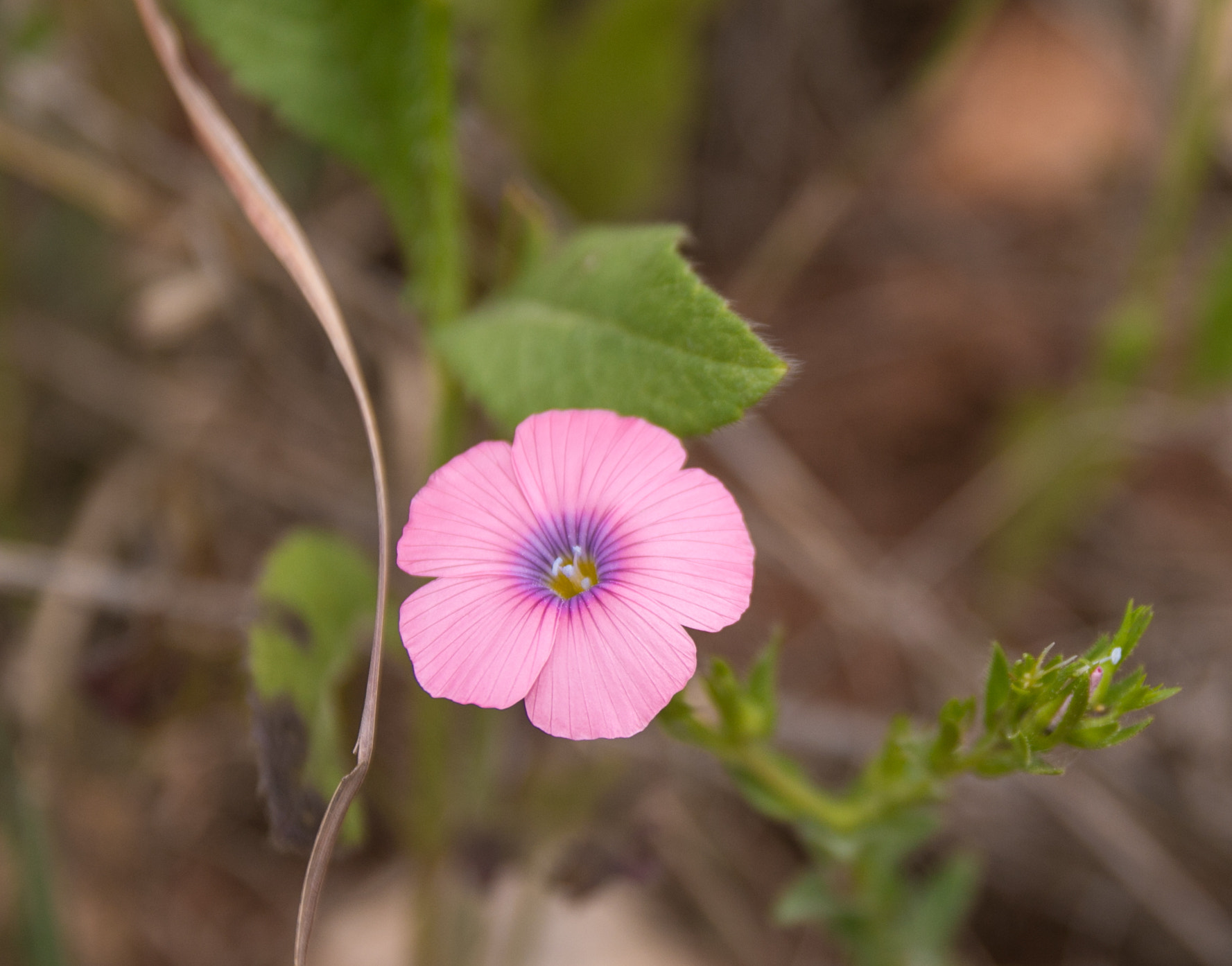 Sigma 17-70mm F2.8-4 DC Macro OS HSM sample photo. Purple blossom photography