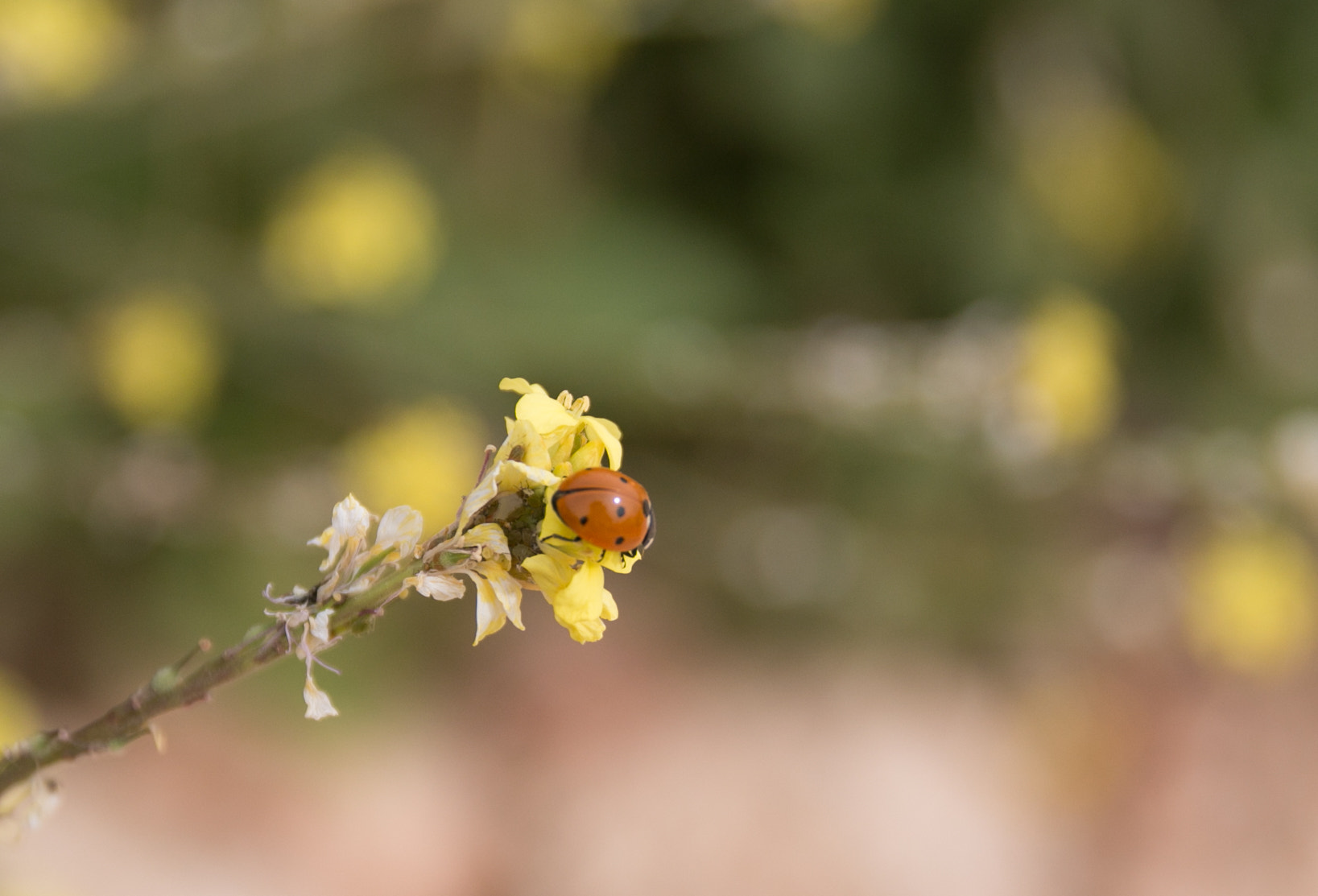 Canon EOS 70D + Sigma 17-70mm F2.8-4 DC Macro OS HSM sample photo. Ladybug photography