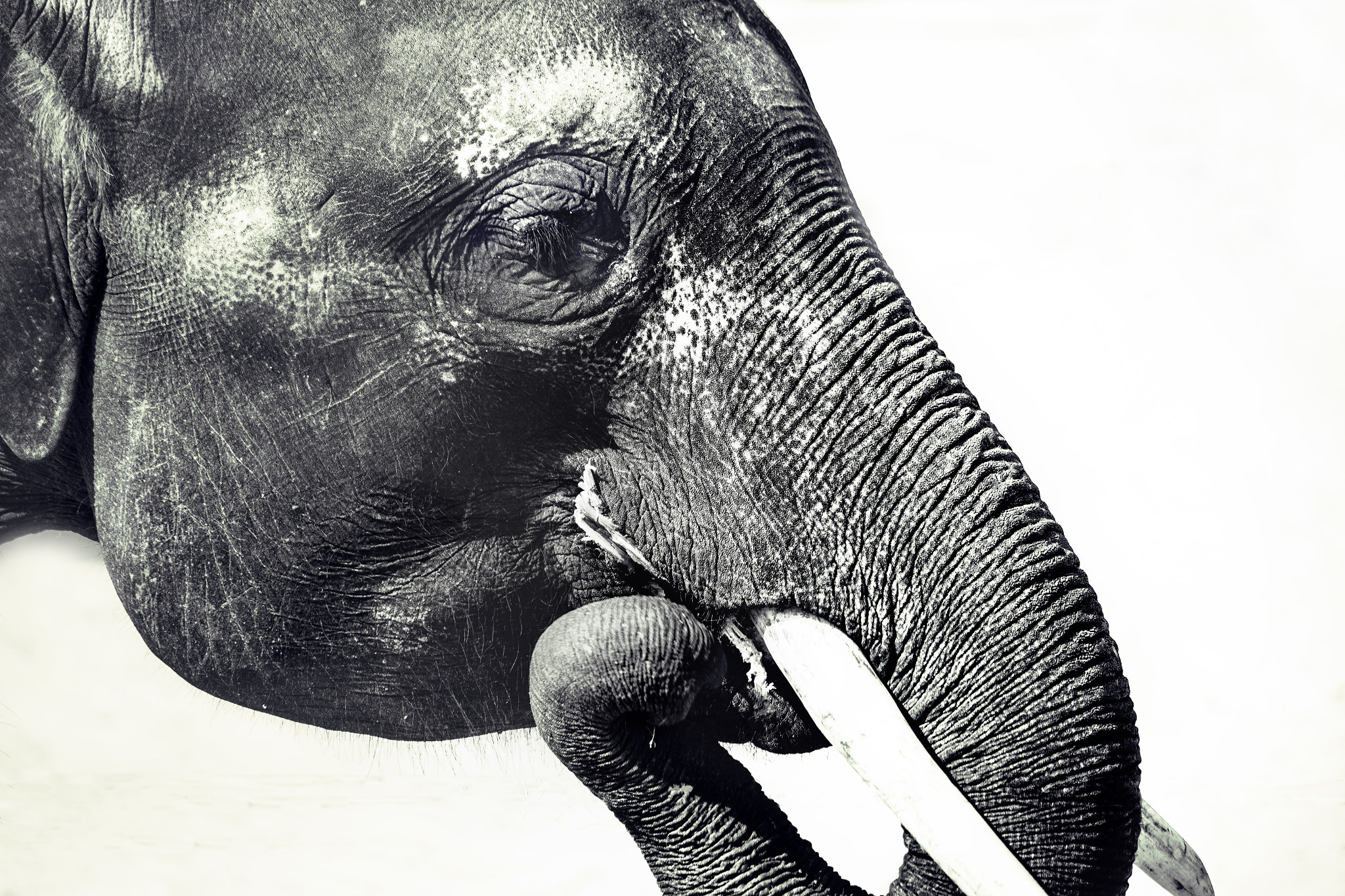 Canon EF-S 55-250mm F4-5.6 IS STM sample photo. Elephant photography