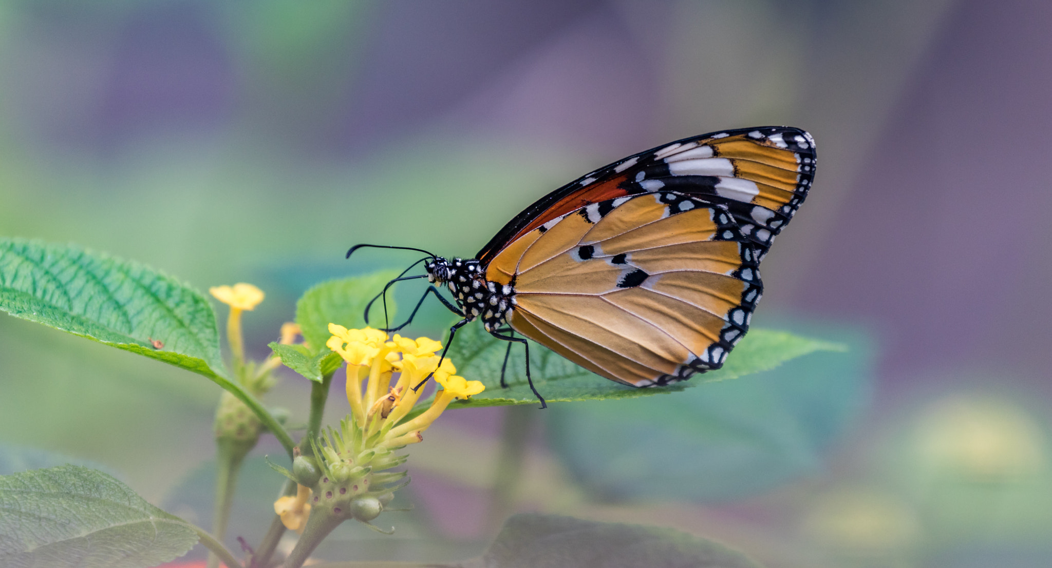 Canon EF 70-300mm F4-5.6L IS USM sample photo. Butterfly photography