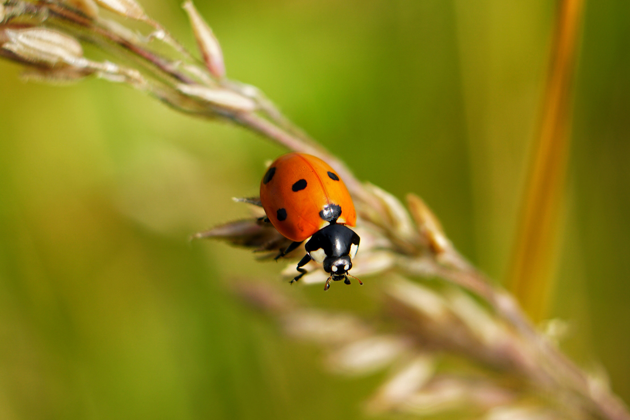 Sony a6300 + E 50mm F1.8 OSS sample photo. Ladybug photography