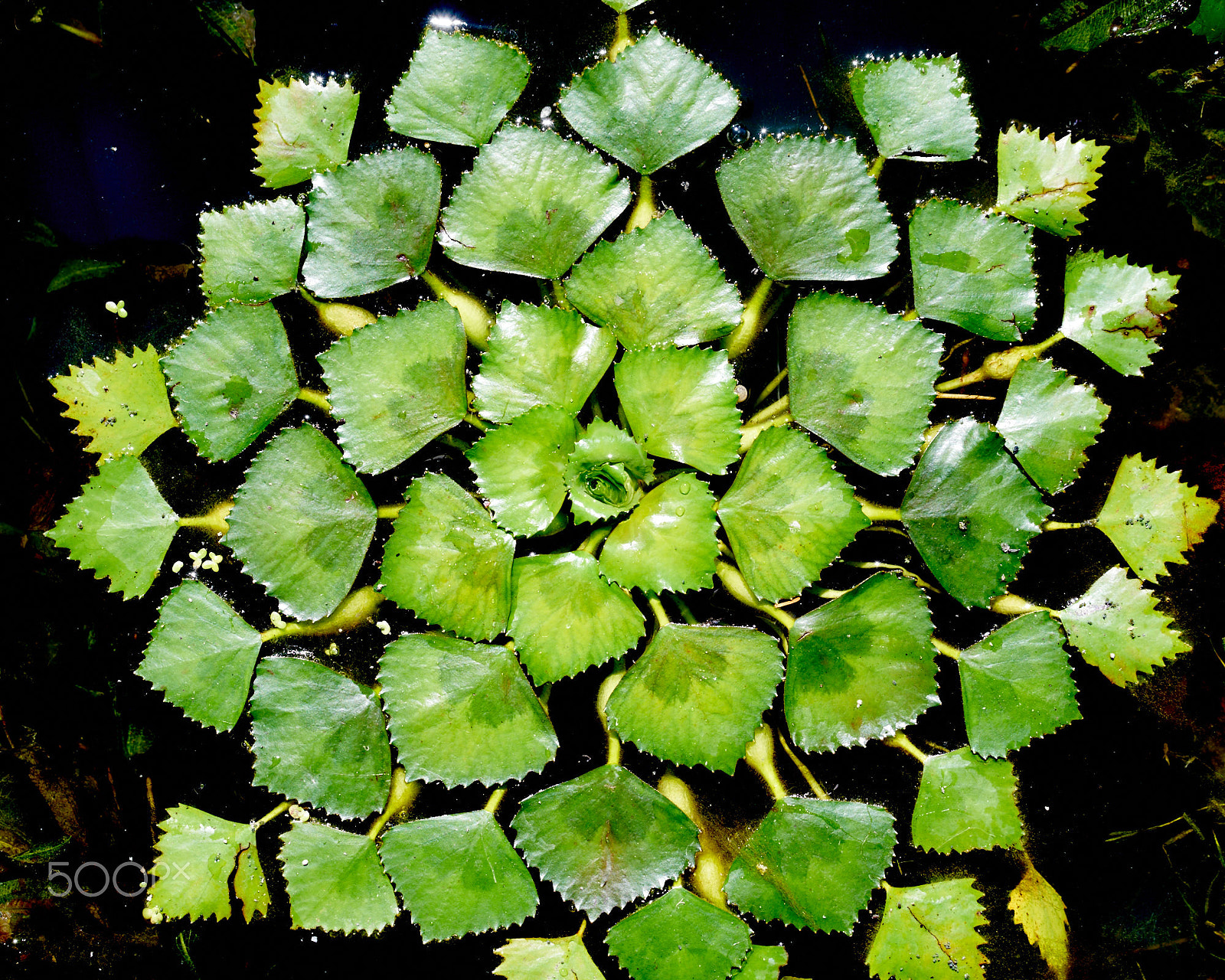 Sony a7R II sample photo. Leaf rosette of chestnut photography