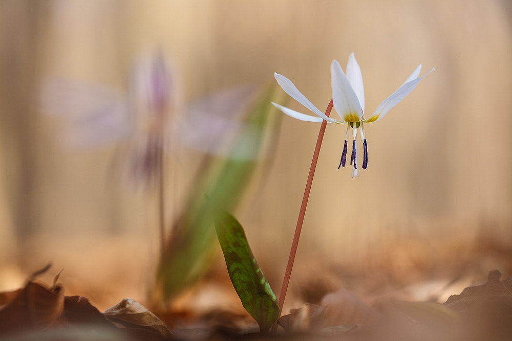 Sigma APO Macro 150mm f/2.8 EX DG HSM sample photo. In pairs photography