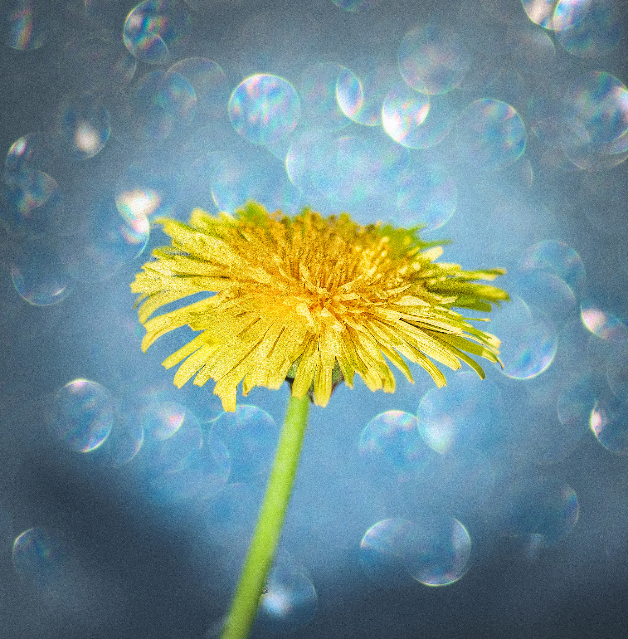 Tokina AT-X Pro 100mm F2.8 Macro sample photo. Margarita silvestre photography