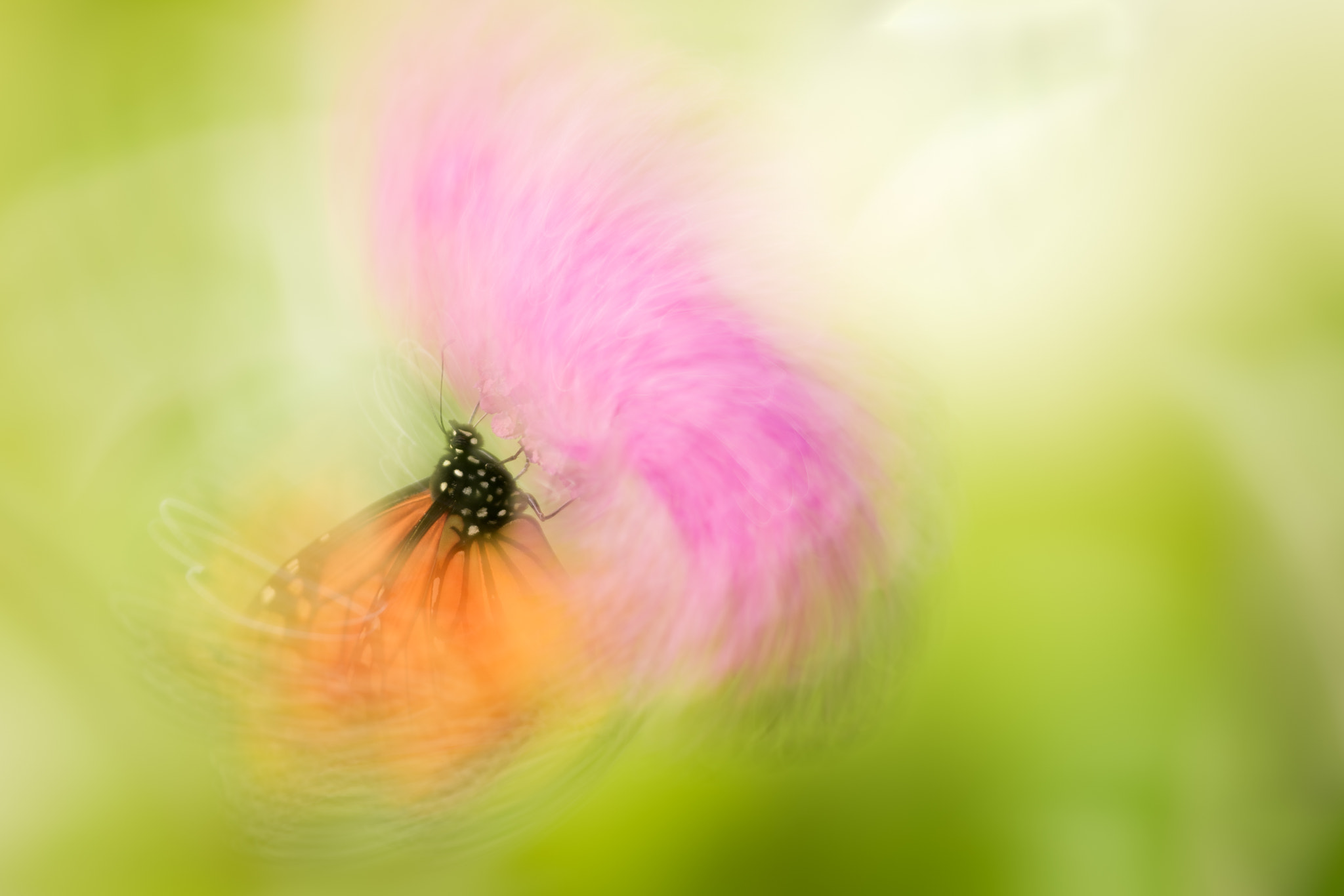 Nikon AF-S Nikkor 70-200mm F2.8G ED VR II sample photo. In love photography