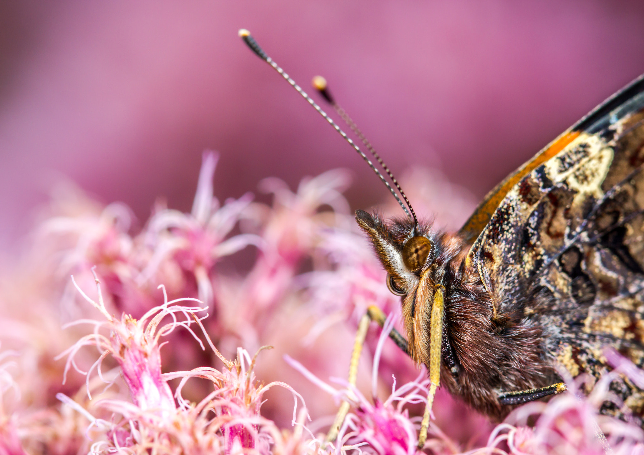 Canon EOS 7D sample photo. Red admiral (vanessa atalanta) photography