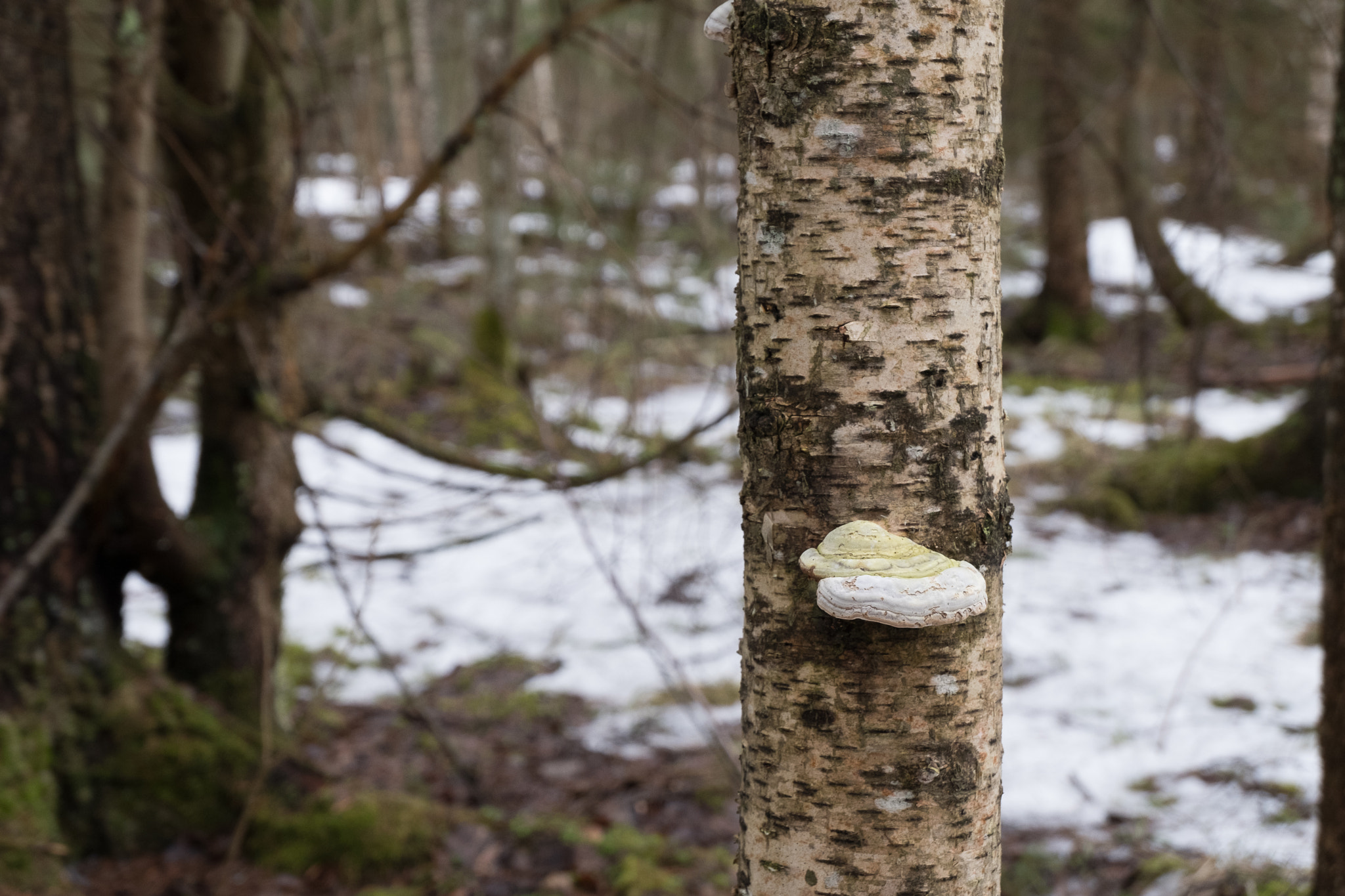 Fujifilm X-T20 sample photo. Mushroom photography