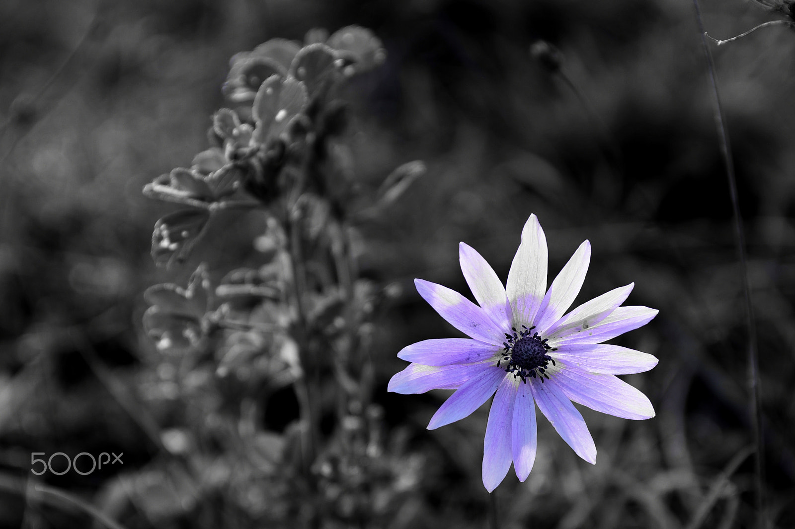 Nikon AF-S Nikkor 28-70mm F2.8 ED-IF sample photo. Fiorellino photography