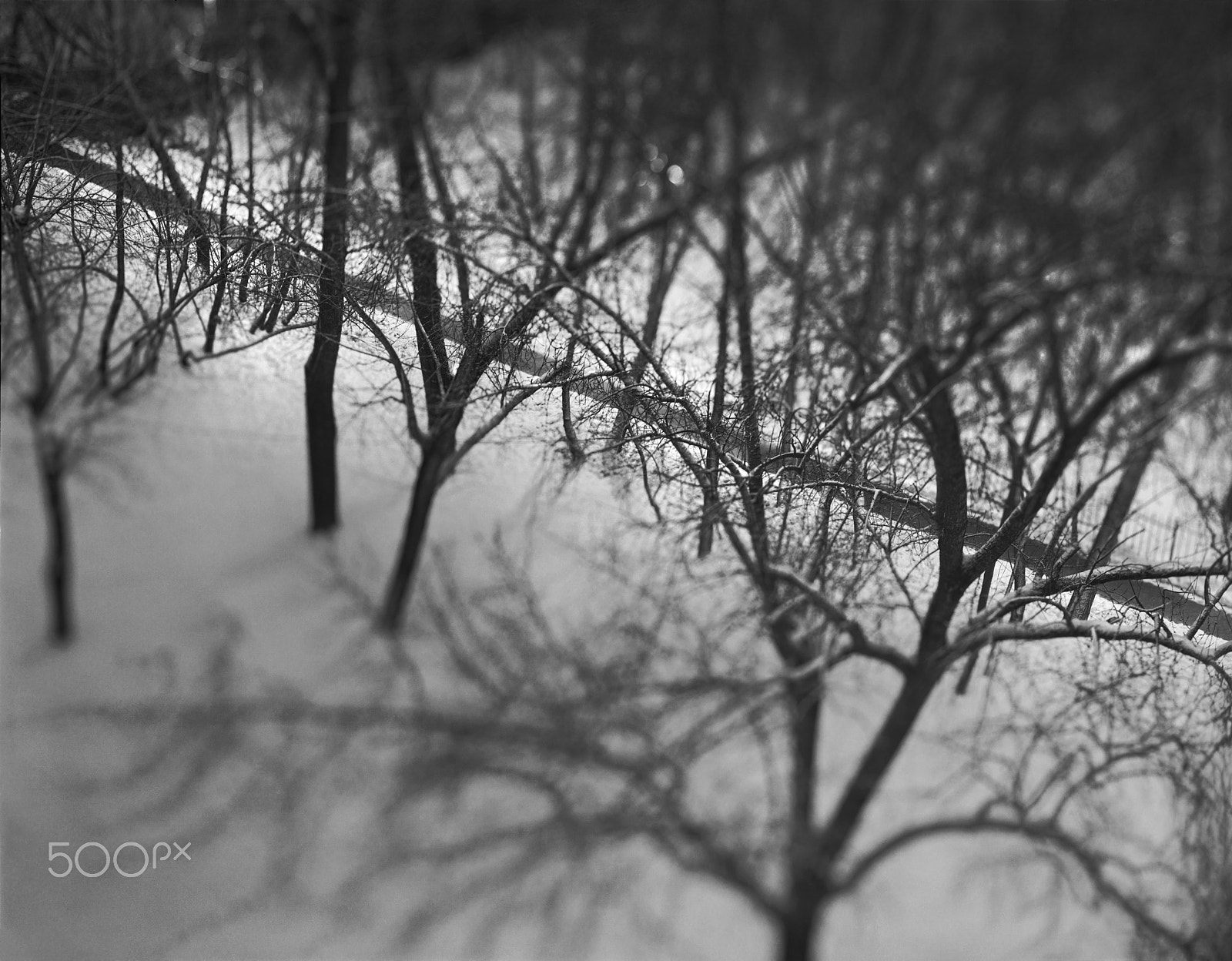 Sigma 105mm F2.8 EX DG Macro sample photo. Светлая Дорожка lighted walkway photography