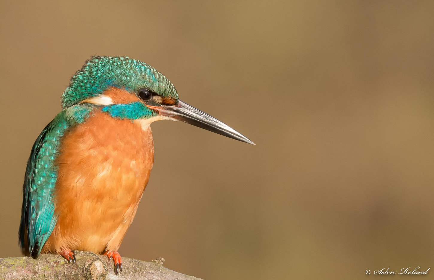 Nikon D7100 + Nikon AF-S Nikkor 500mm F4G ED VR sample photo. Ijsvogel - kingfisher photography