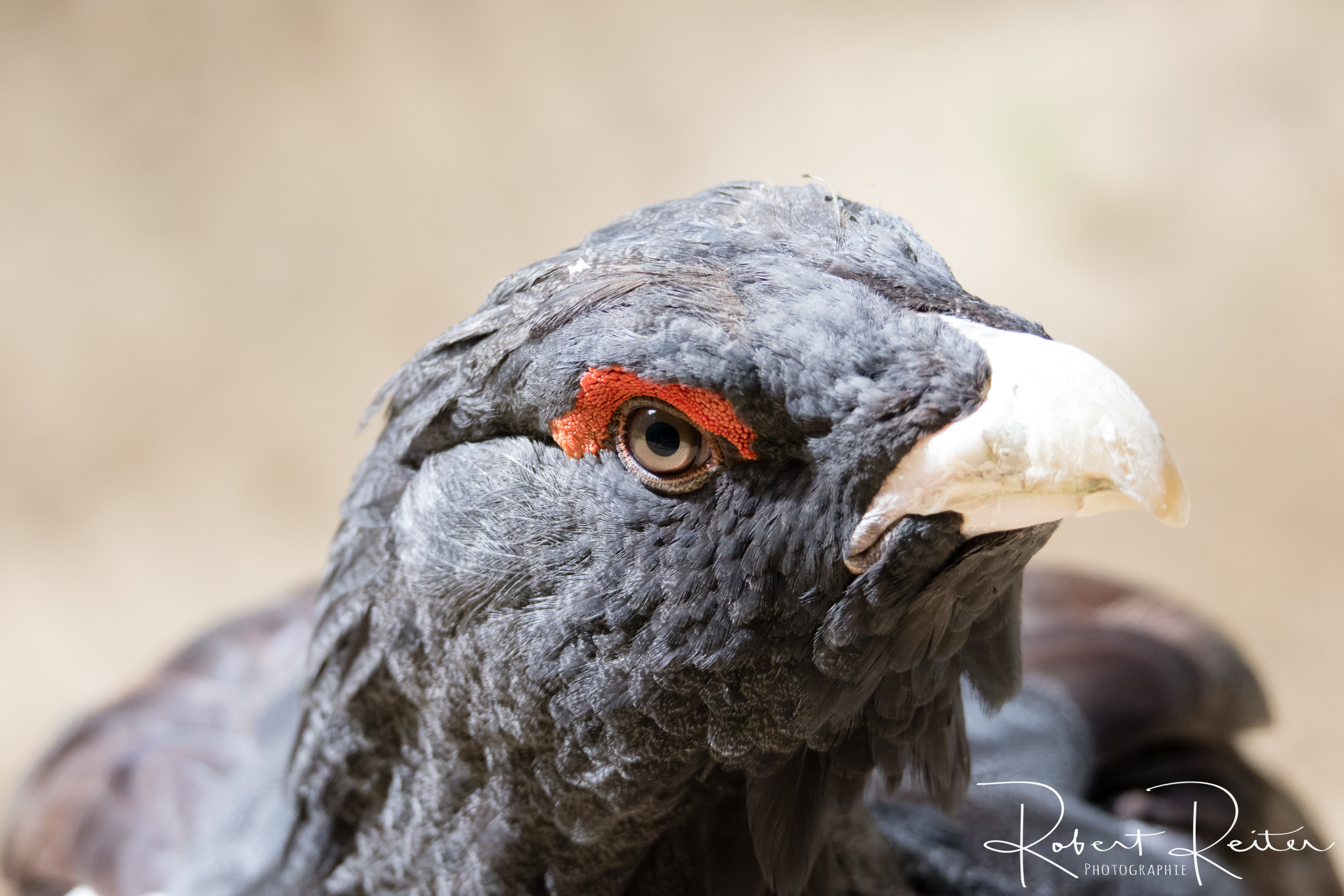 150-600mm F5-6.3 DG OS HSM | Sports 014 sample photo. Capercaillie photography