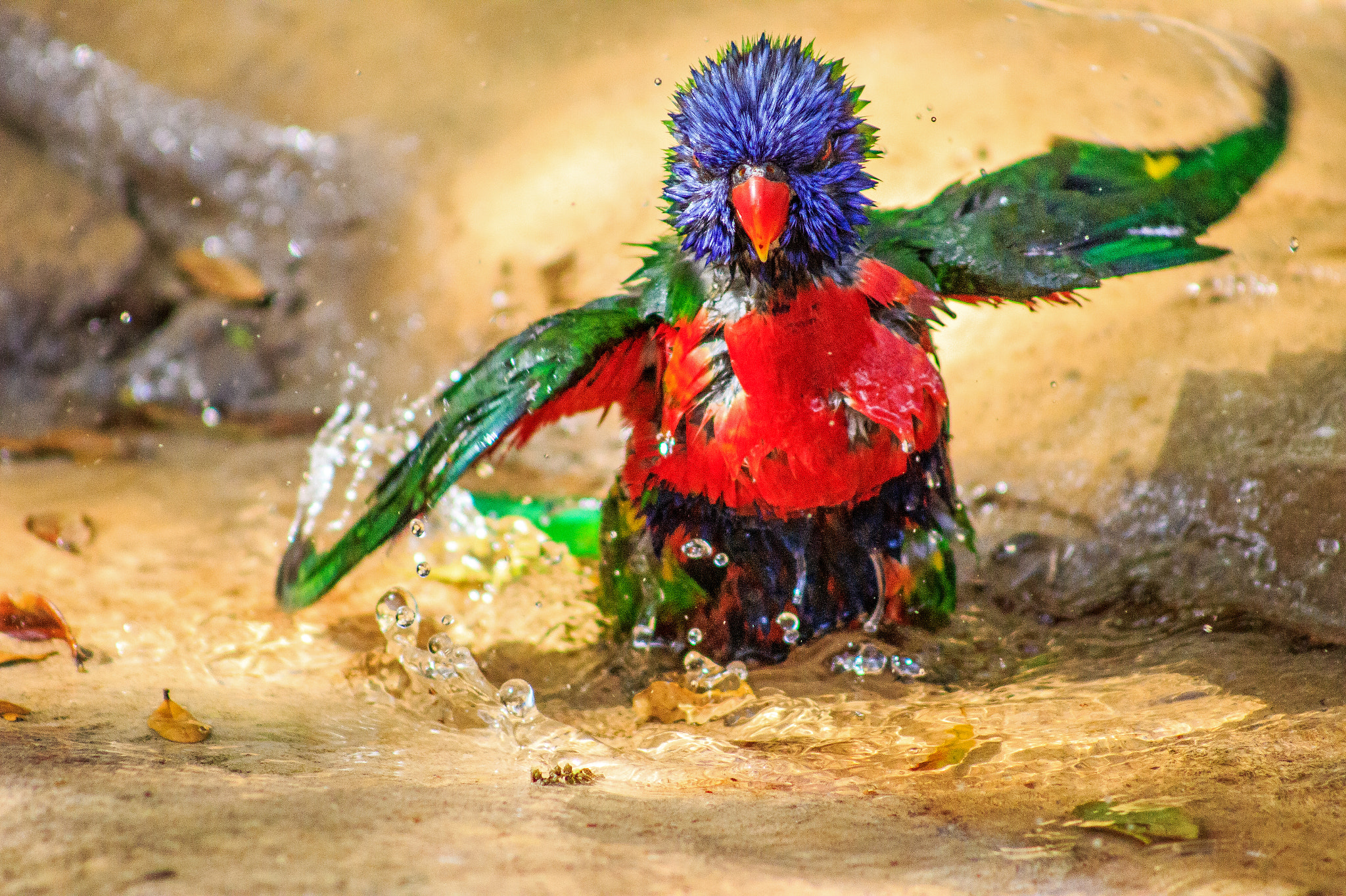 Canon EF 75-300mm f/4-5.6 USM sample photo. Bird bath photography