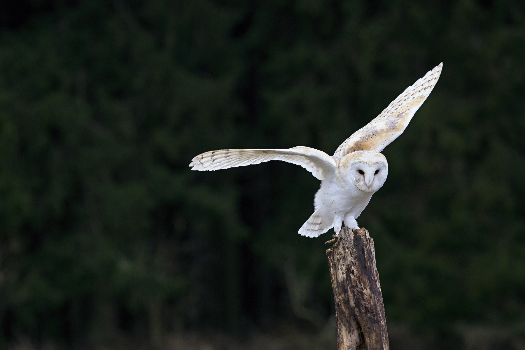 Olympus OM-D E-M1 Mark II + Olympus M.Zuiko Digital ED 40-150mm F2.8 Pro sample photo. Barn owl photography