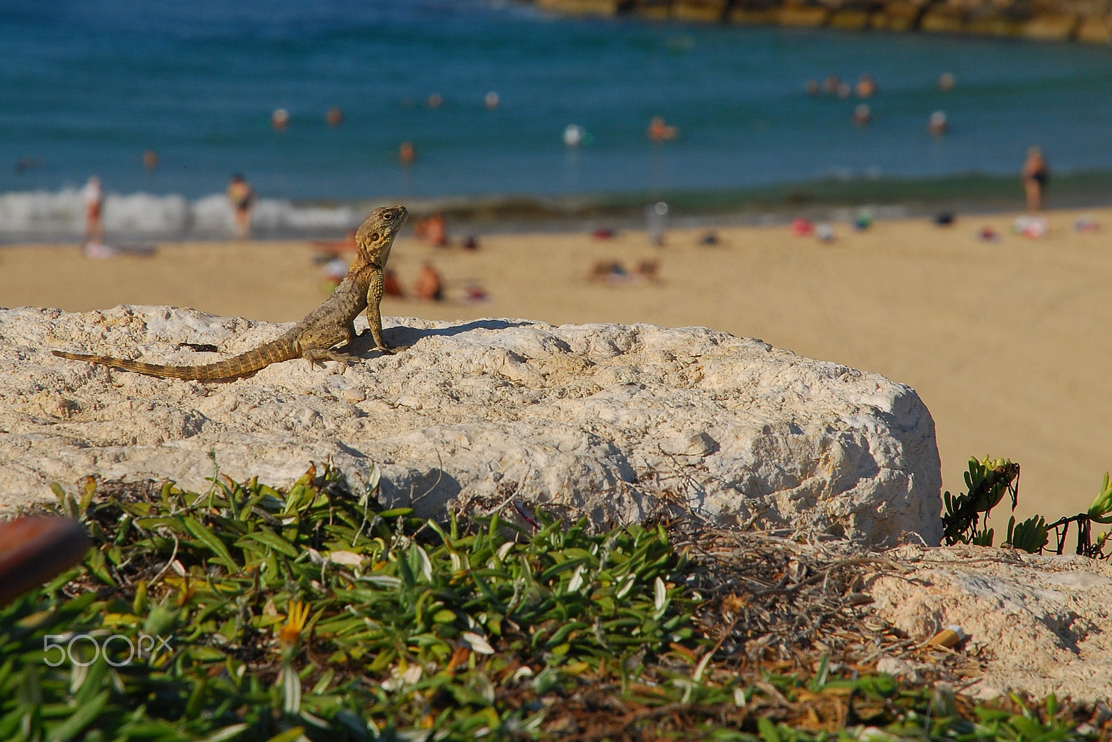 Nikon D80 sample photo. In the sunshine photography